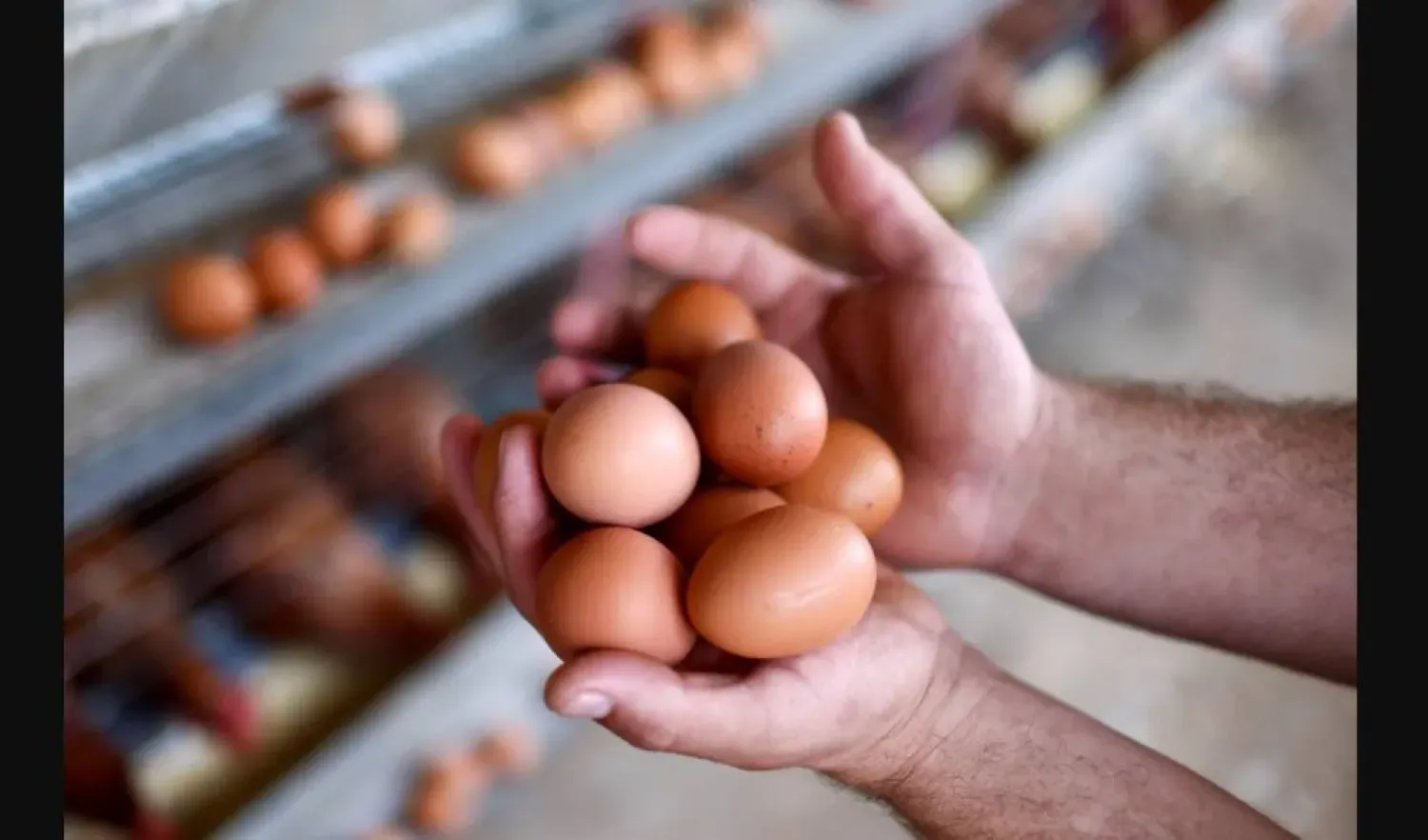 Büyük bir yumurta 6,3 gram protein içerir (Reuters).