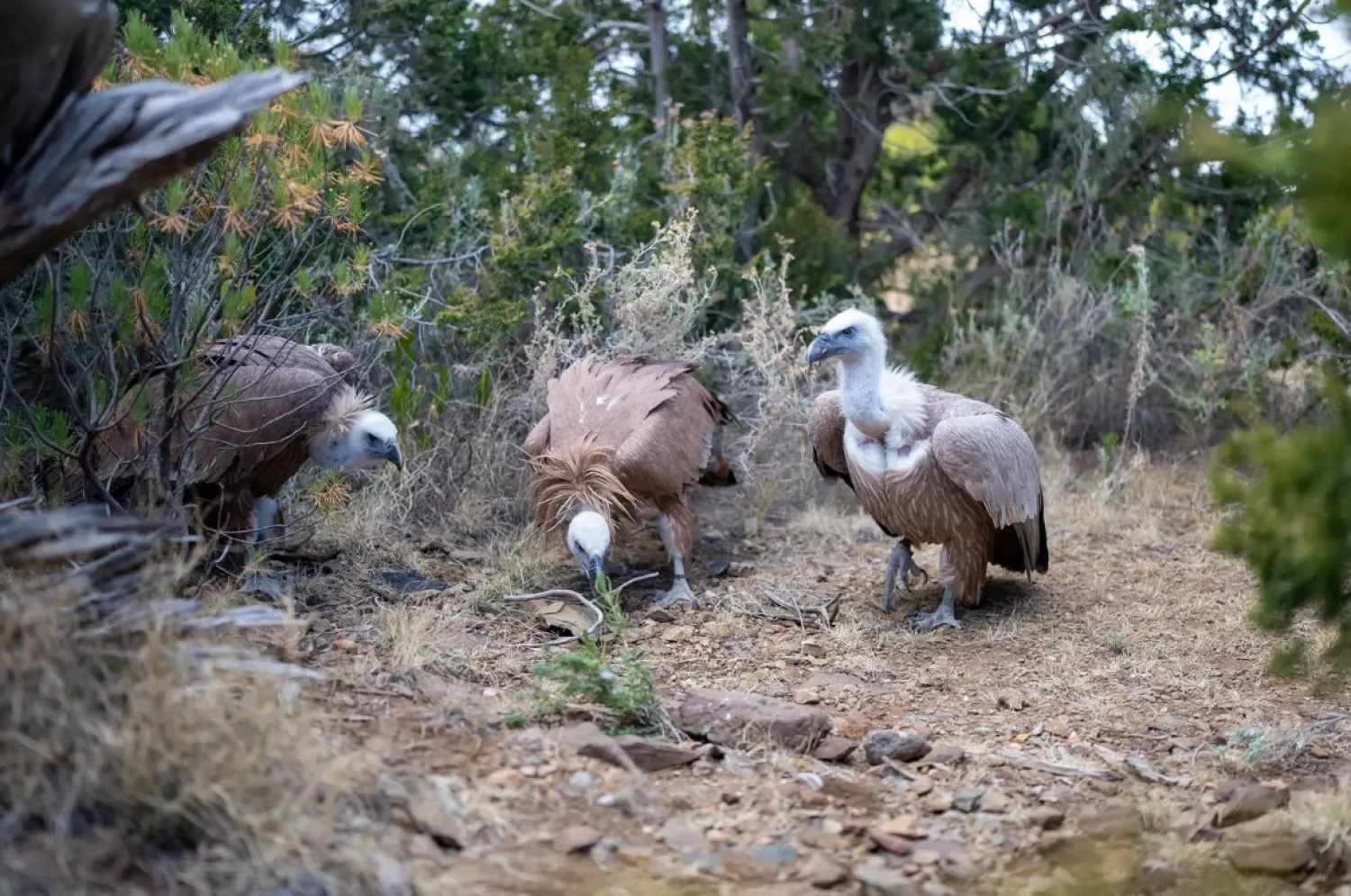 The release comes as part of reintroduction programs aimed at enhancing ecological balance and restoring biodiversity in one of the Kingdom’s most prominent mountainous environmental zones - SPA 