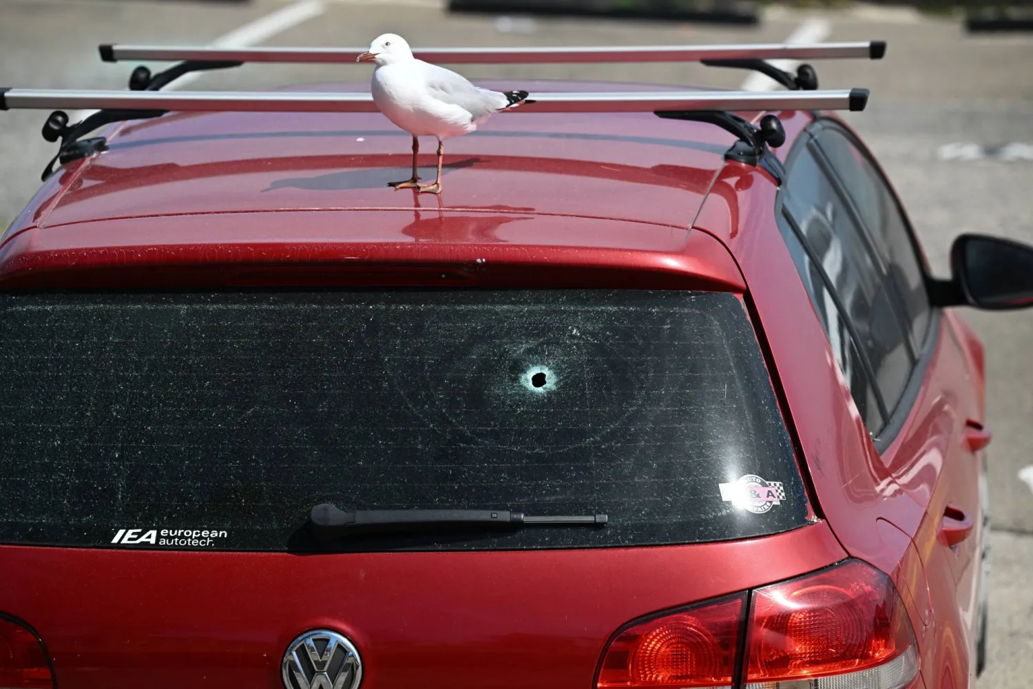 طائر نورس يقف على سيارة بها ثقب رصاصة بينما أعيد افتتاح حديقة «آرتشر» وجسر المشاة للجمهور في شاطئ بوندي بمدينة سيدني... 18 ديسمبر 2025 (إ.ب.أ)