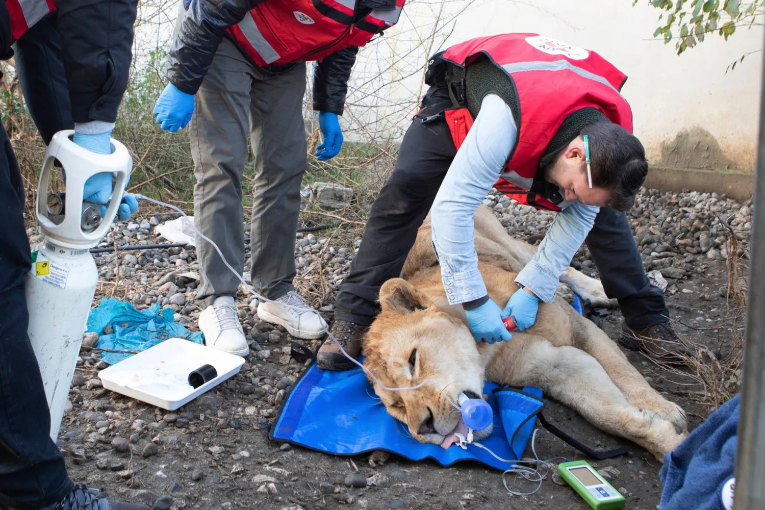 In this photo, released on Tuesday, Dec. 16, 2025 by Four Paws, veterinarians prepare Erion, a three-year-old lion for its transportation from Tirana to Germany after its illegal keeping in Albania. (Four Paws via AP)