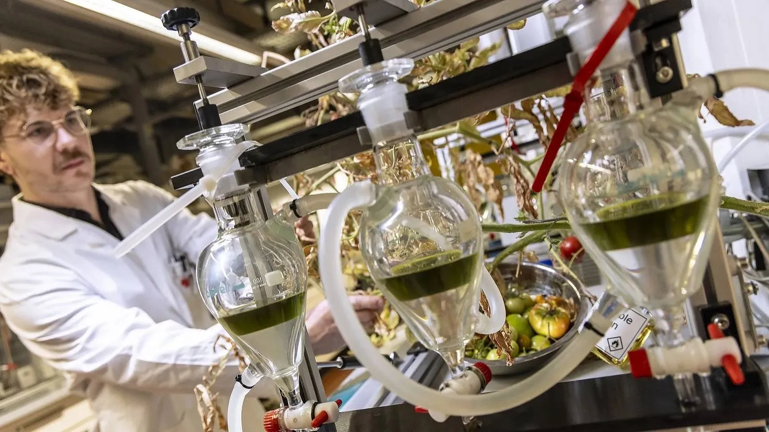 المشروع يركز على استغلال مخلفات الطماطم لإنتاج وقود طيران مستدام (جامعة غراتس للتكنولوجيا)