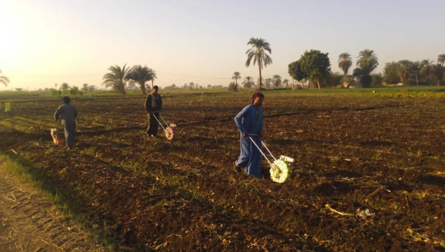 زراعة الطماطم تتم في عدة مواسم (وزارة الزراعة المصرية)