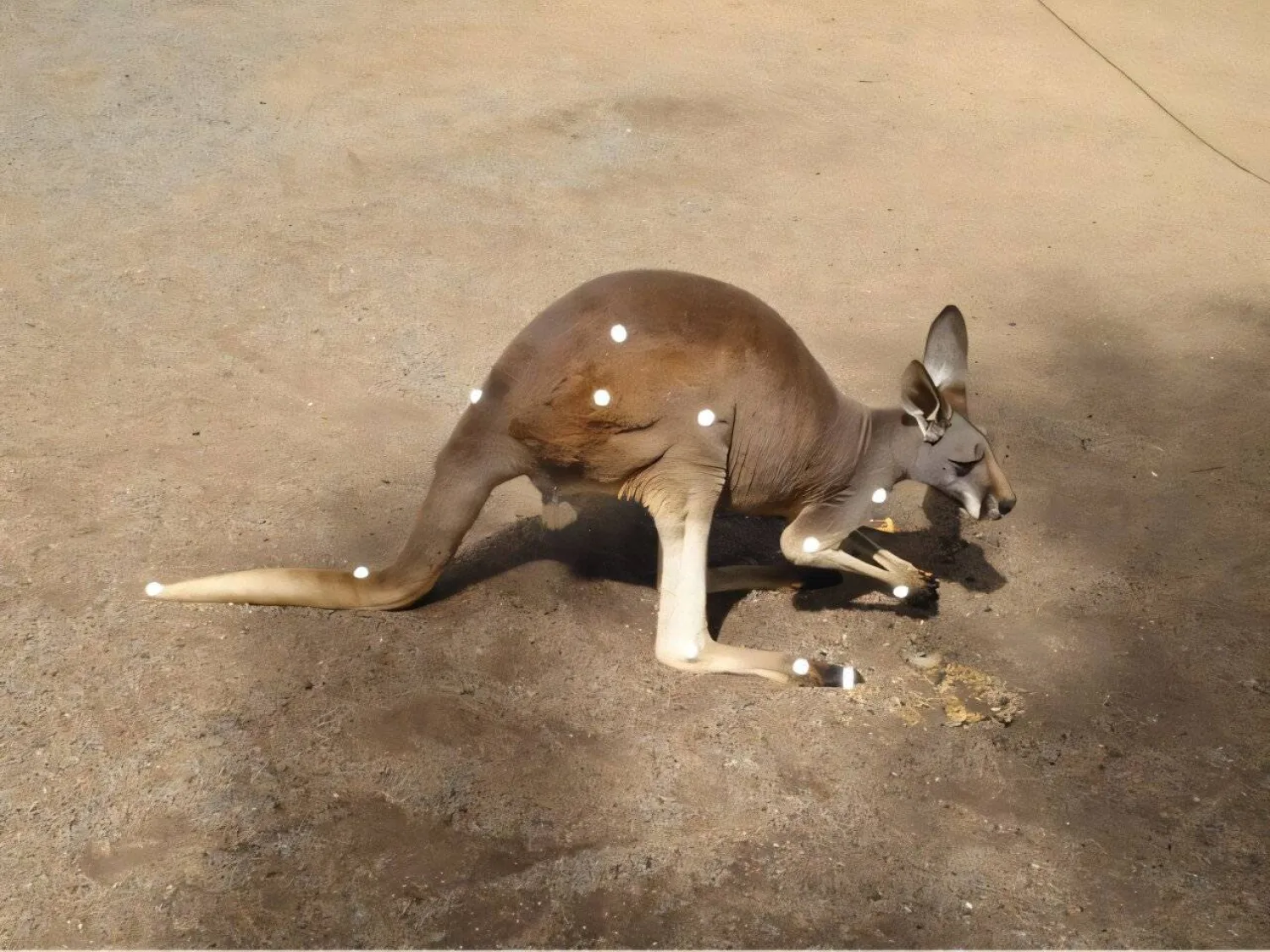 صورة لكنغر من الدراسة مع علامات لفريق البحث تظهر ملامح الحركة ثلاثية الأبعاد (كريغ ماكجوان - جامعة صن شاين كوست)