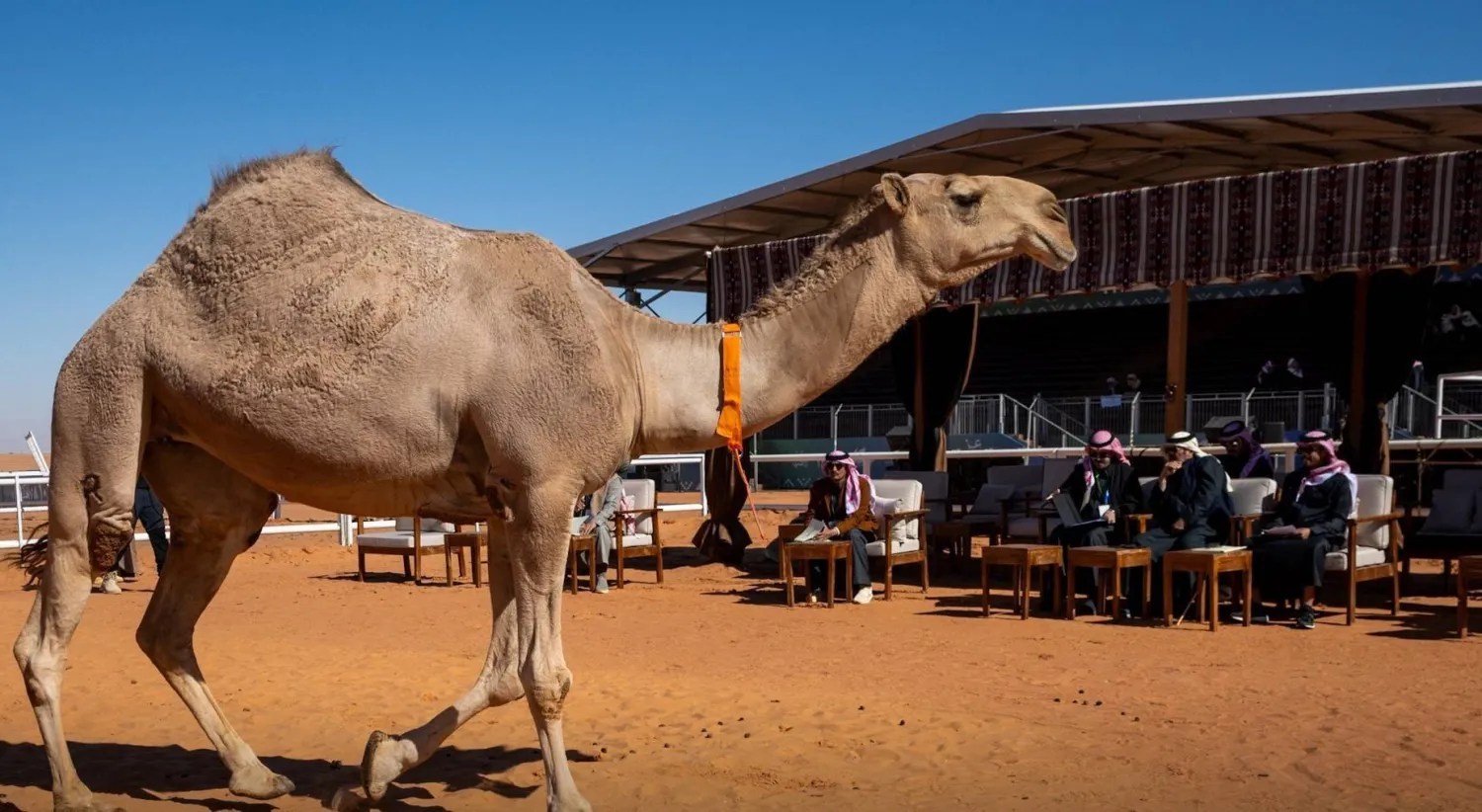 تستمر منافسات مهرجان الملك عبد العزيز للإبل بإعلان نتائج شوط شلفا ولي العهد «شقح» ودق قعدان «صفر» (نادي الإبل)