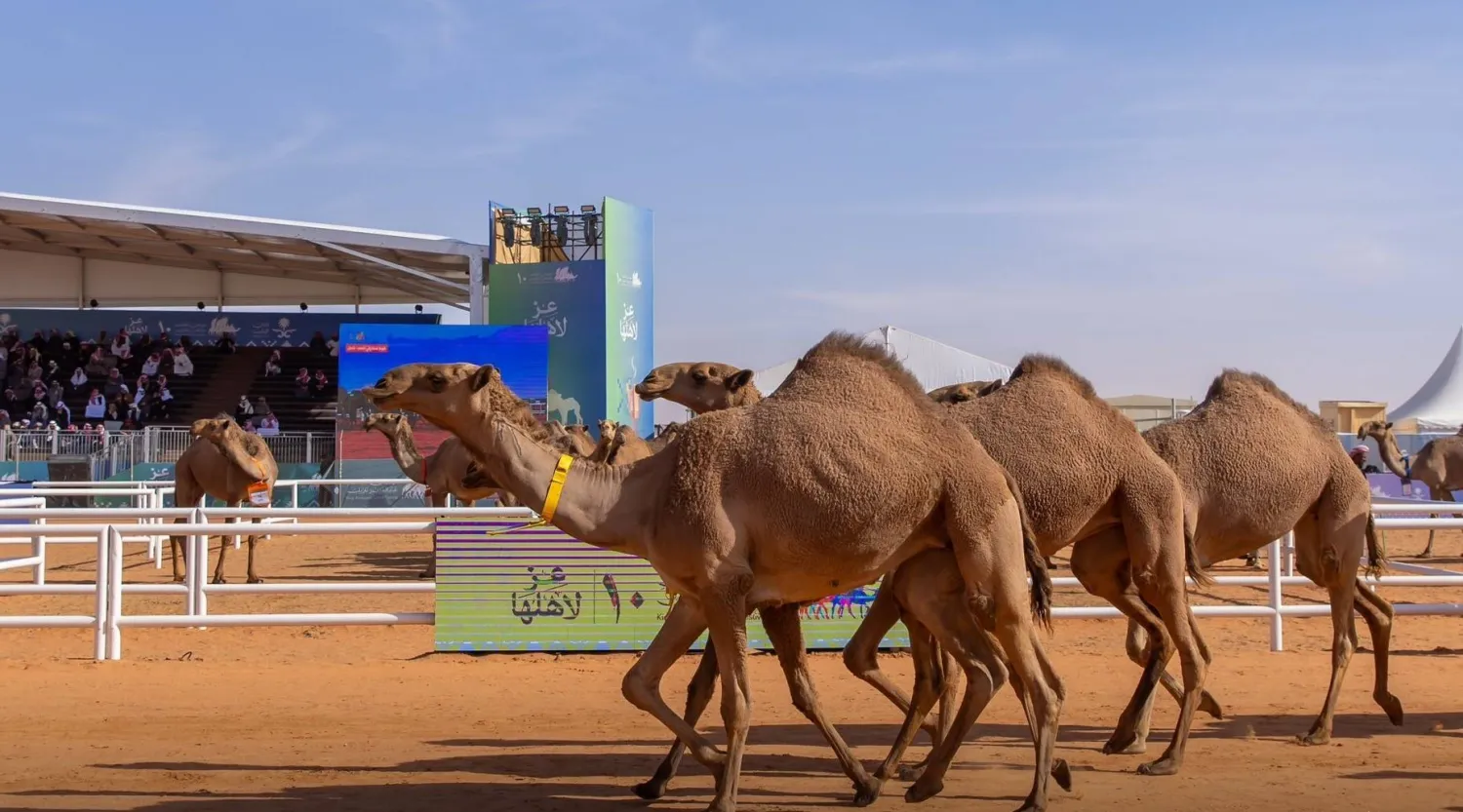فعاليات مسابقة المزاين لفئة شوط شلفا ولي العهد «شعل» بعد استعراضها أمام لجنة التحكيم (نادي الإبل)