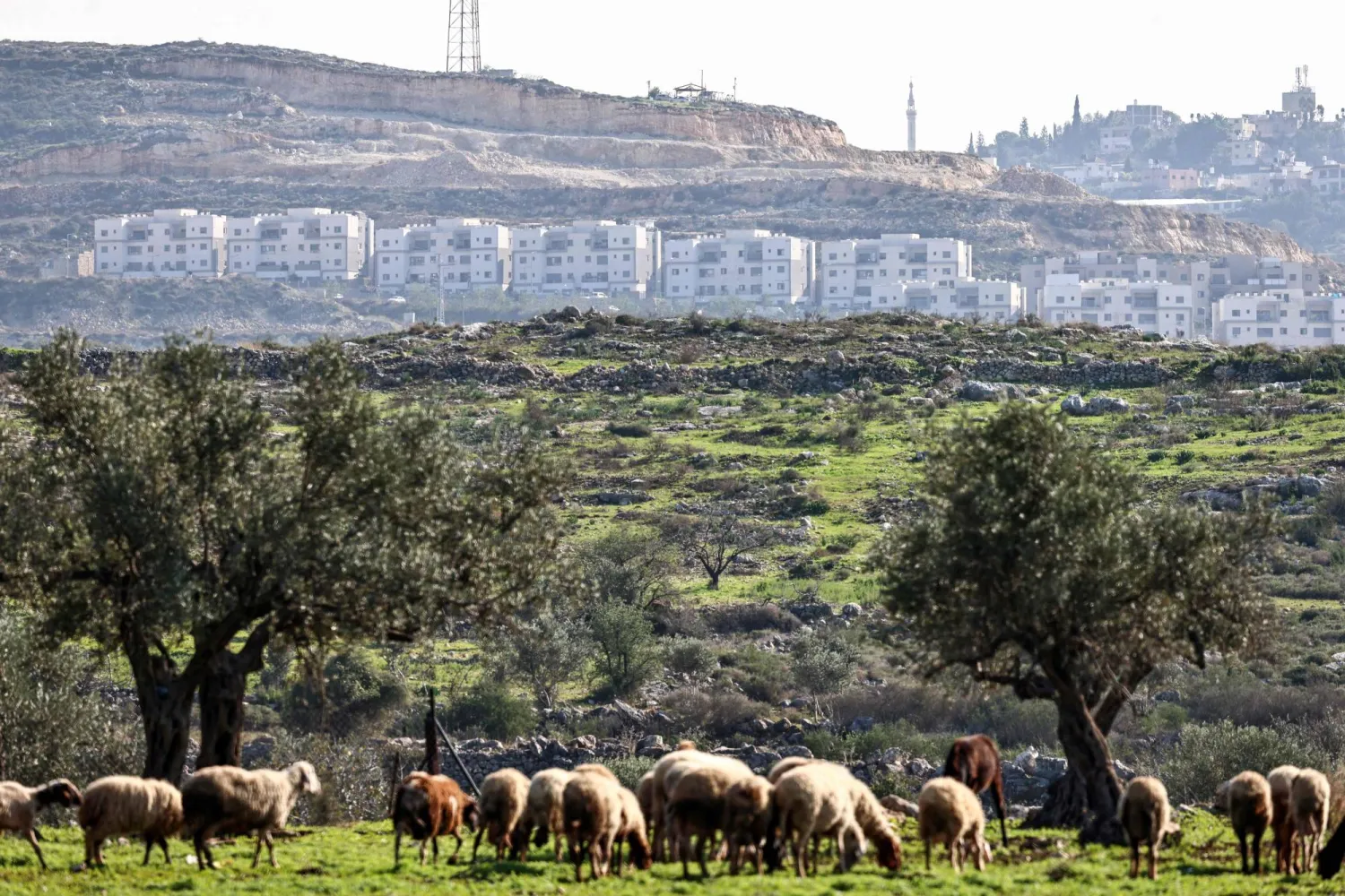  This picture shows sheep grazing on a field in Kafr al-Labad with the Israeli settlement of Avnei Hefetz seen in the background, near the city of Tulkarem in the occupied West Bank on December 18, 2025. (AFP) 