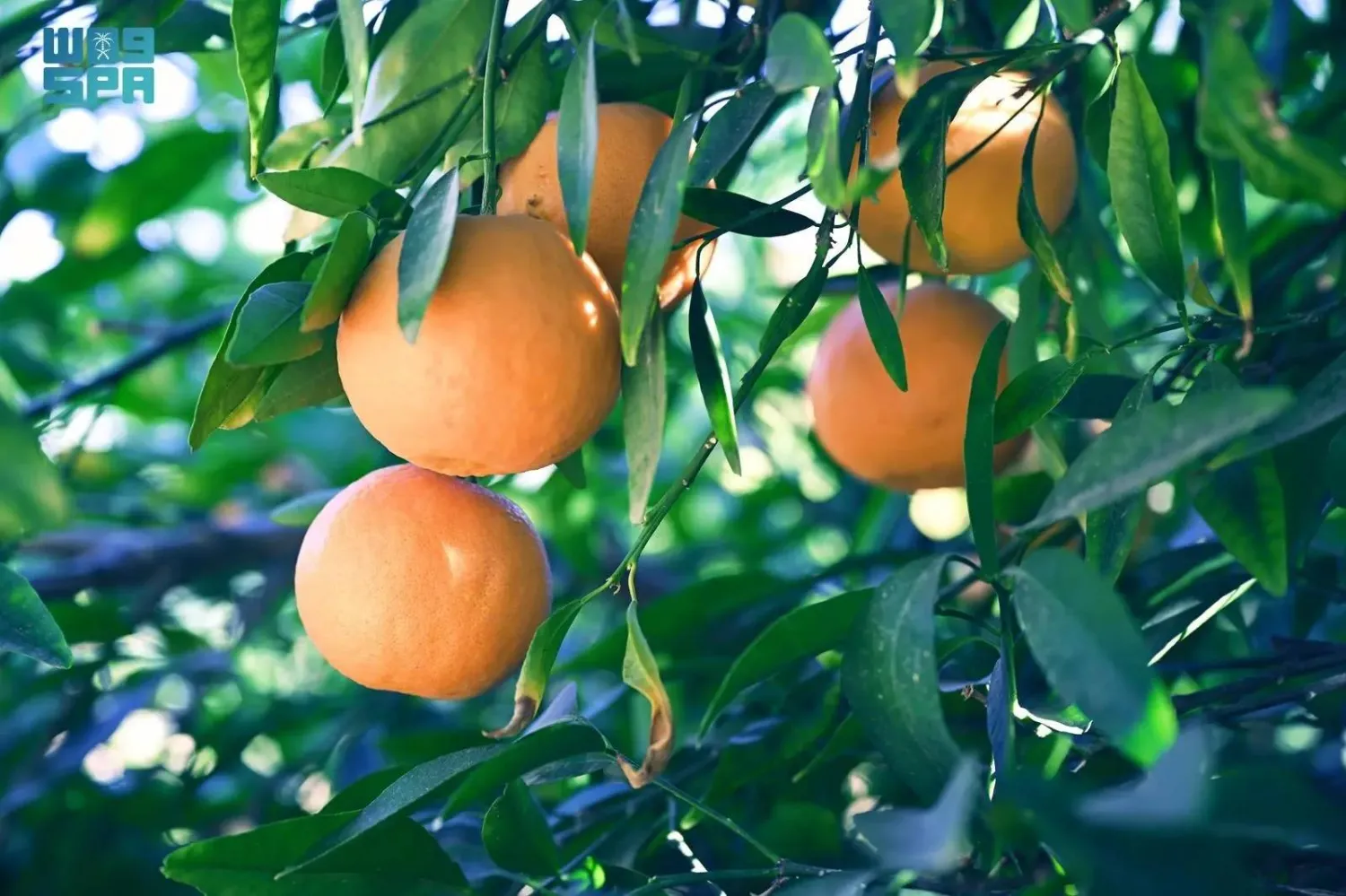 The citrus production season in the Kingdom begins in July and continues through March each year. (SPA)