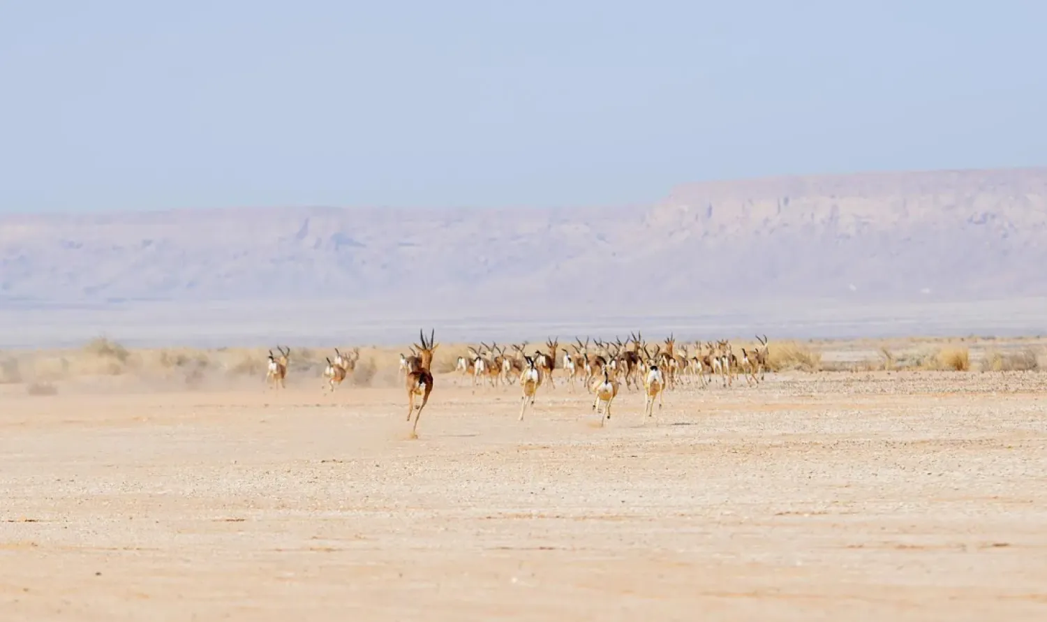 These efforts align with the National Environment Strategy and Saudi Vision 2030 - SPA