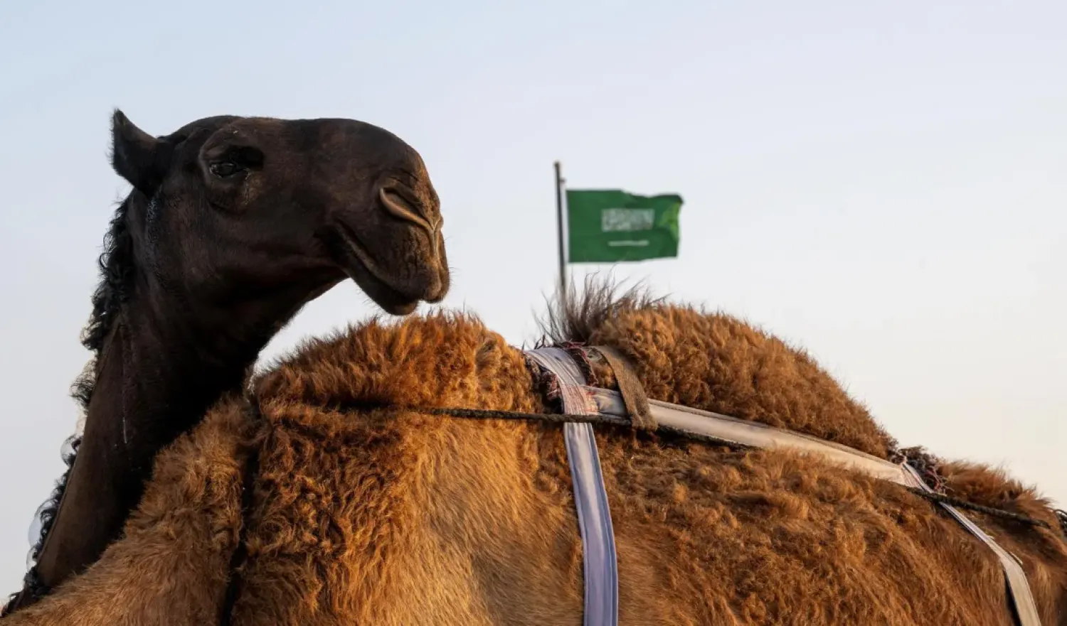 The agency is presenting examples of national ID cards and how these documents have evolved - SPA