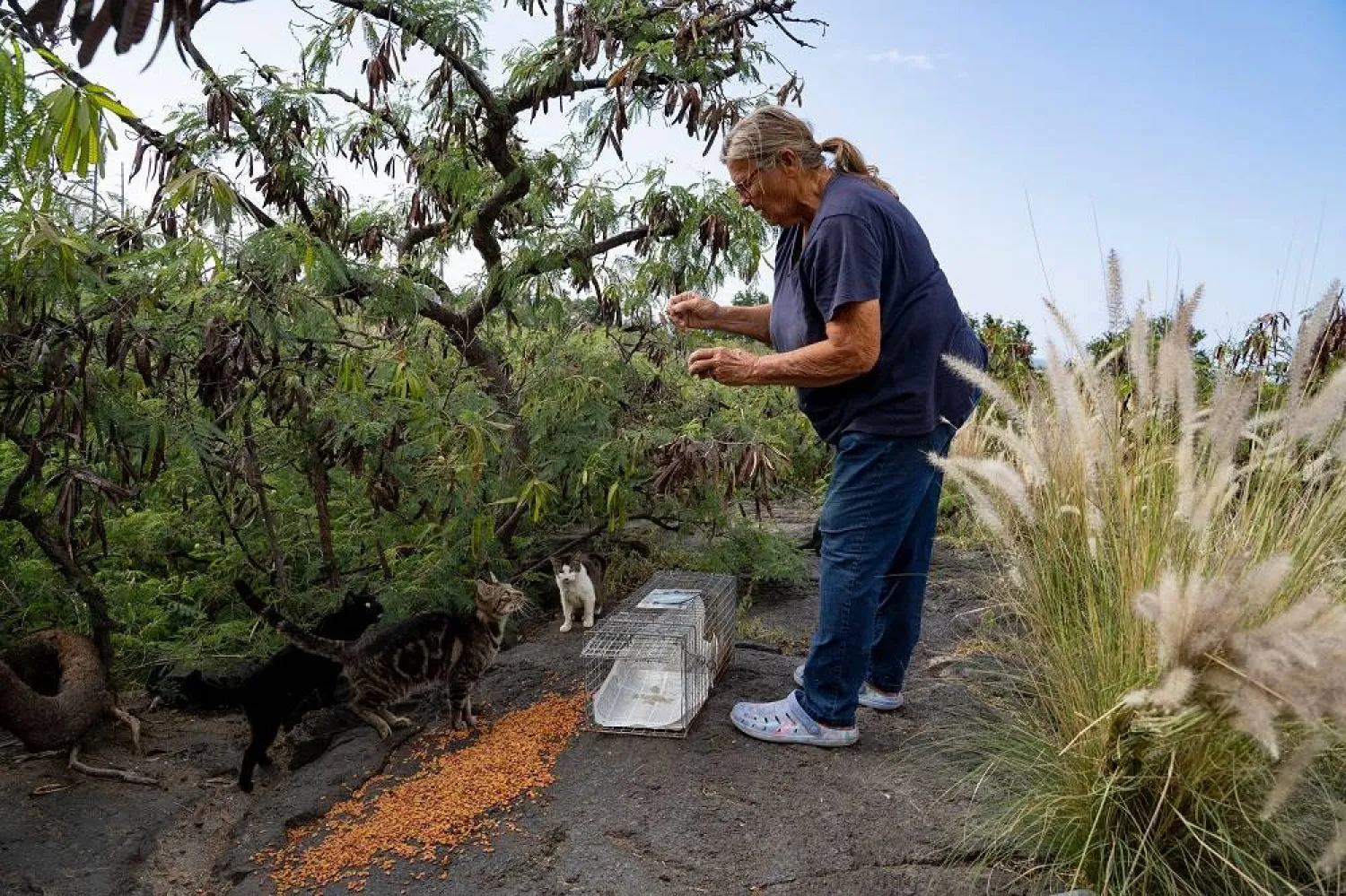 Liz Swan sets up food and a trap for stray cats near the Kealakehe Transfer Station and Recycling Center, Tuesday, Dec. 2, 2025, in Kailua-Kona, Hawaii. (AP)