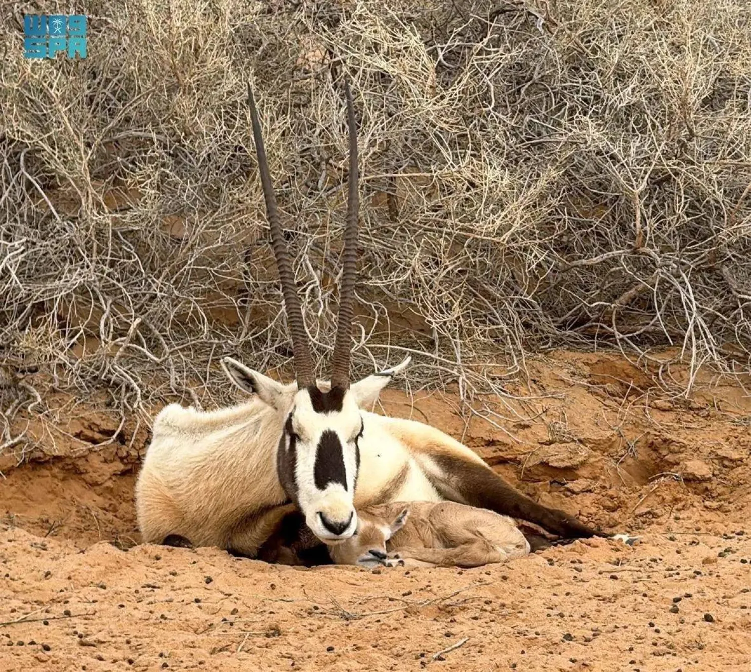 Saudi Arabia's Qassim National Park recorded the birth of an Arabian oryx for the third consecutive year. (SPA)