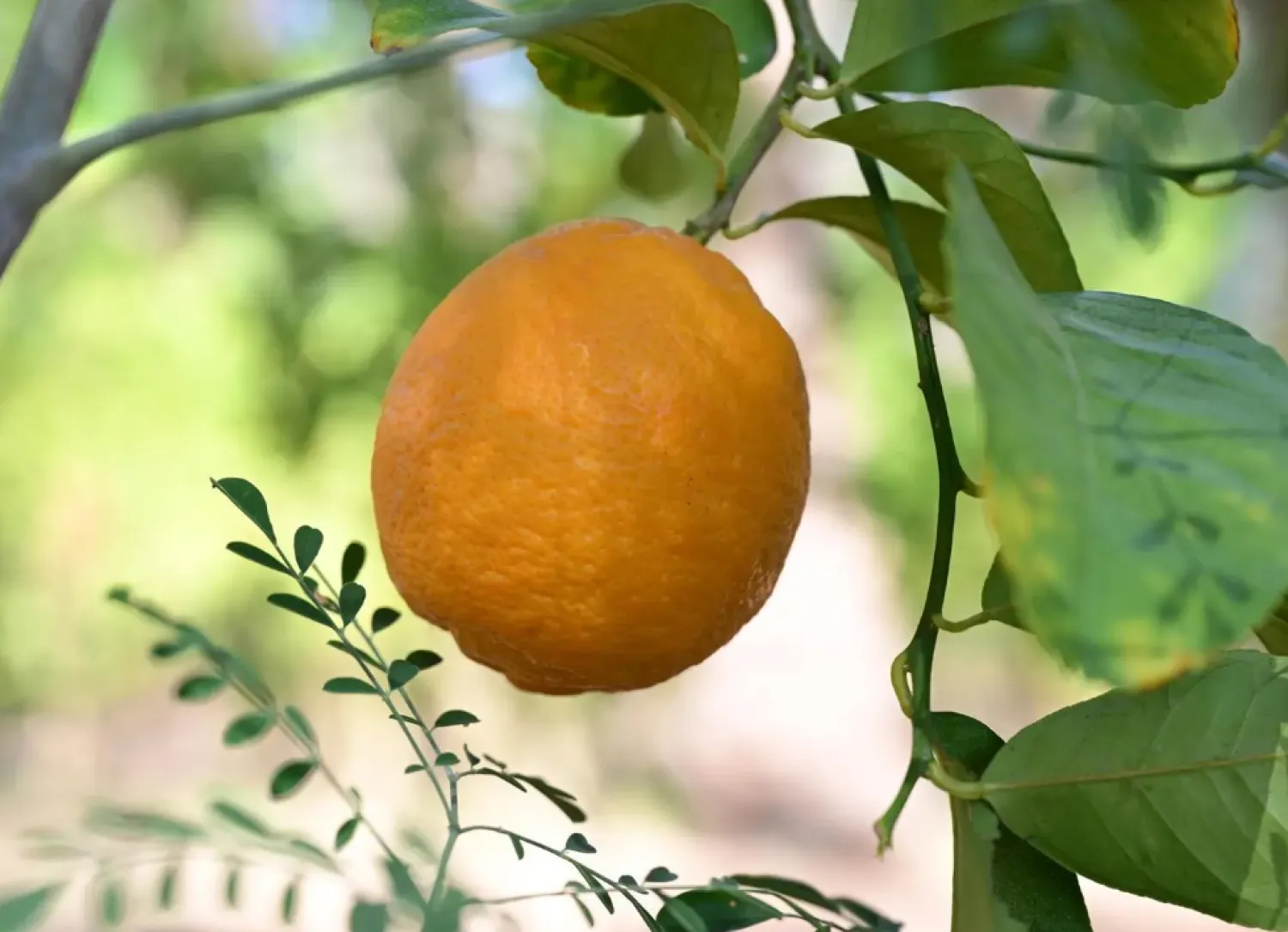 The citrus harvest in AlUla is a significant agricultural and economic event  - SPA