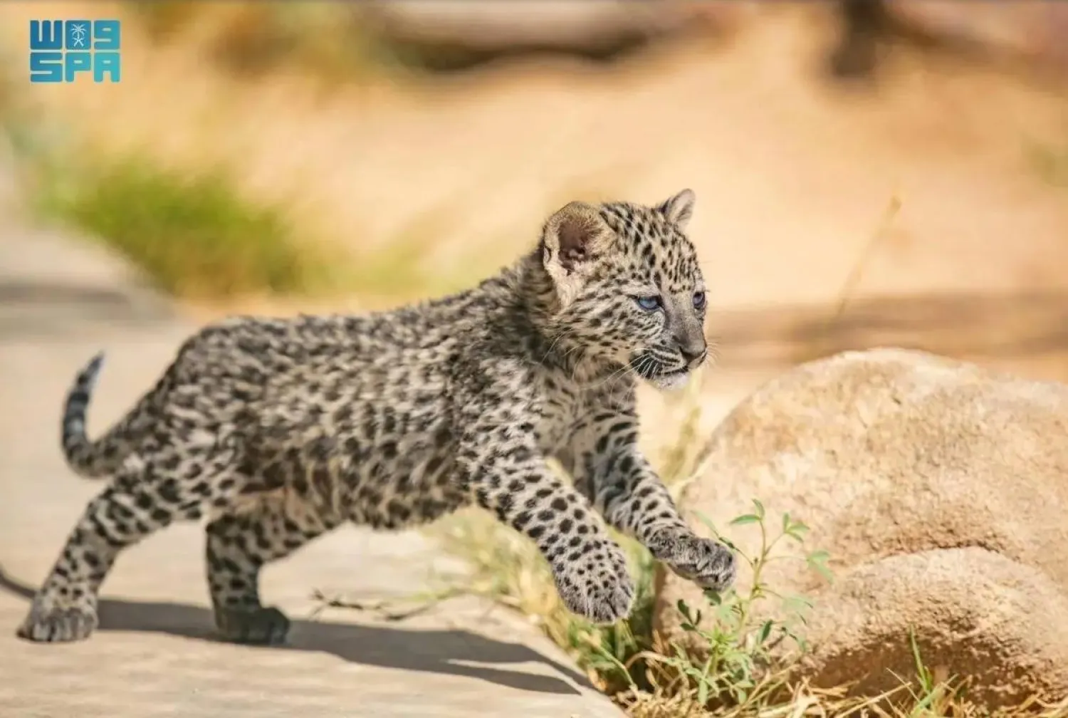 AlUla’s participation in Gulf Wildlife Day reflects its ongoing commitment to protecting its natural resources. SPA