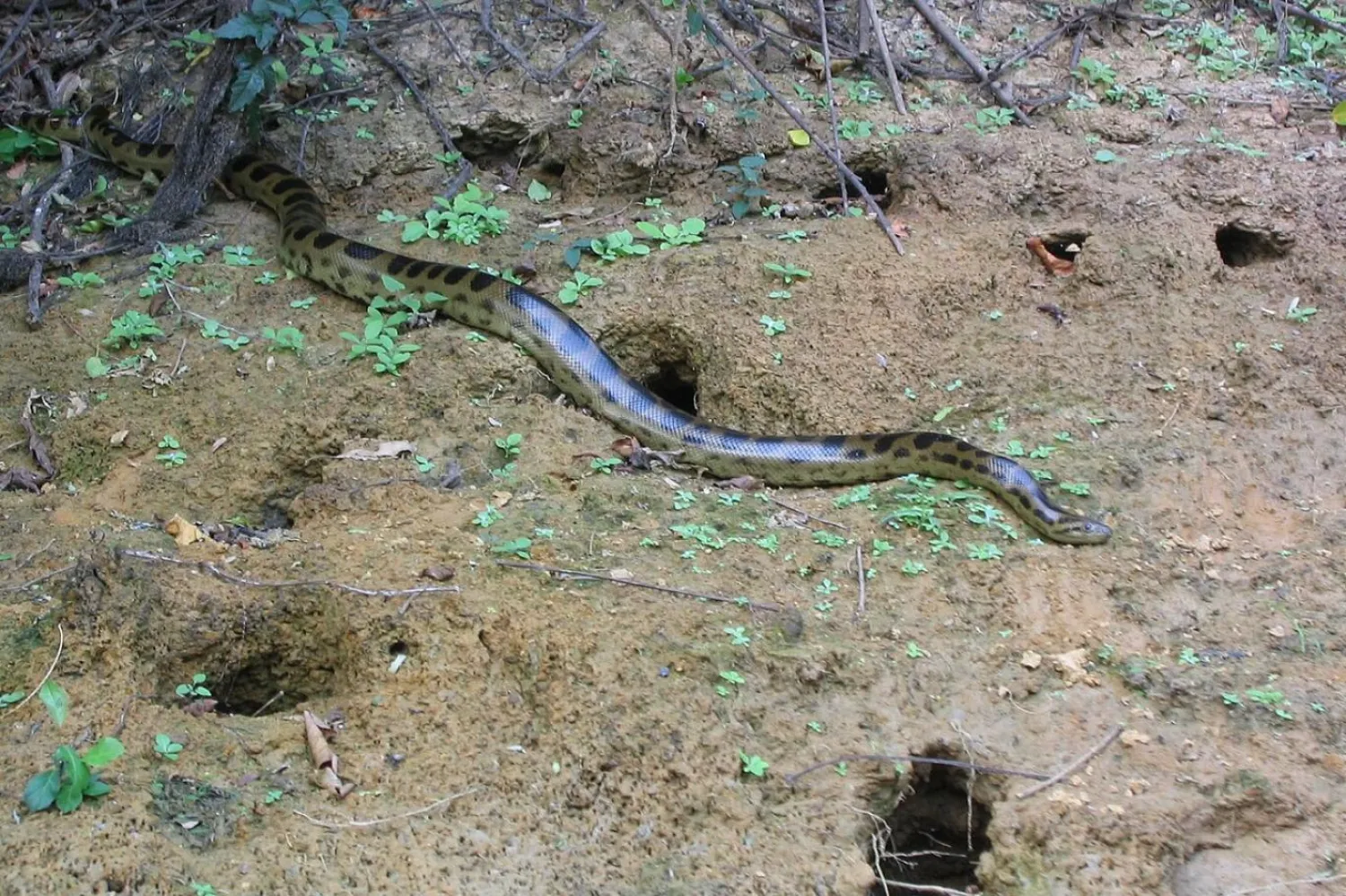 Çoğu anakonda türü 4-5 metre civarında olsa da 7 metreye yakın bazı örnekler de var (Wikimedia Commons)