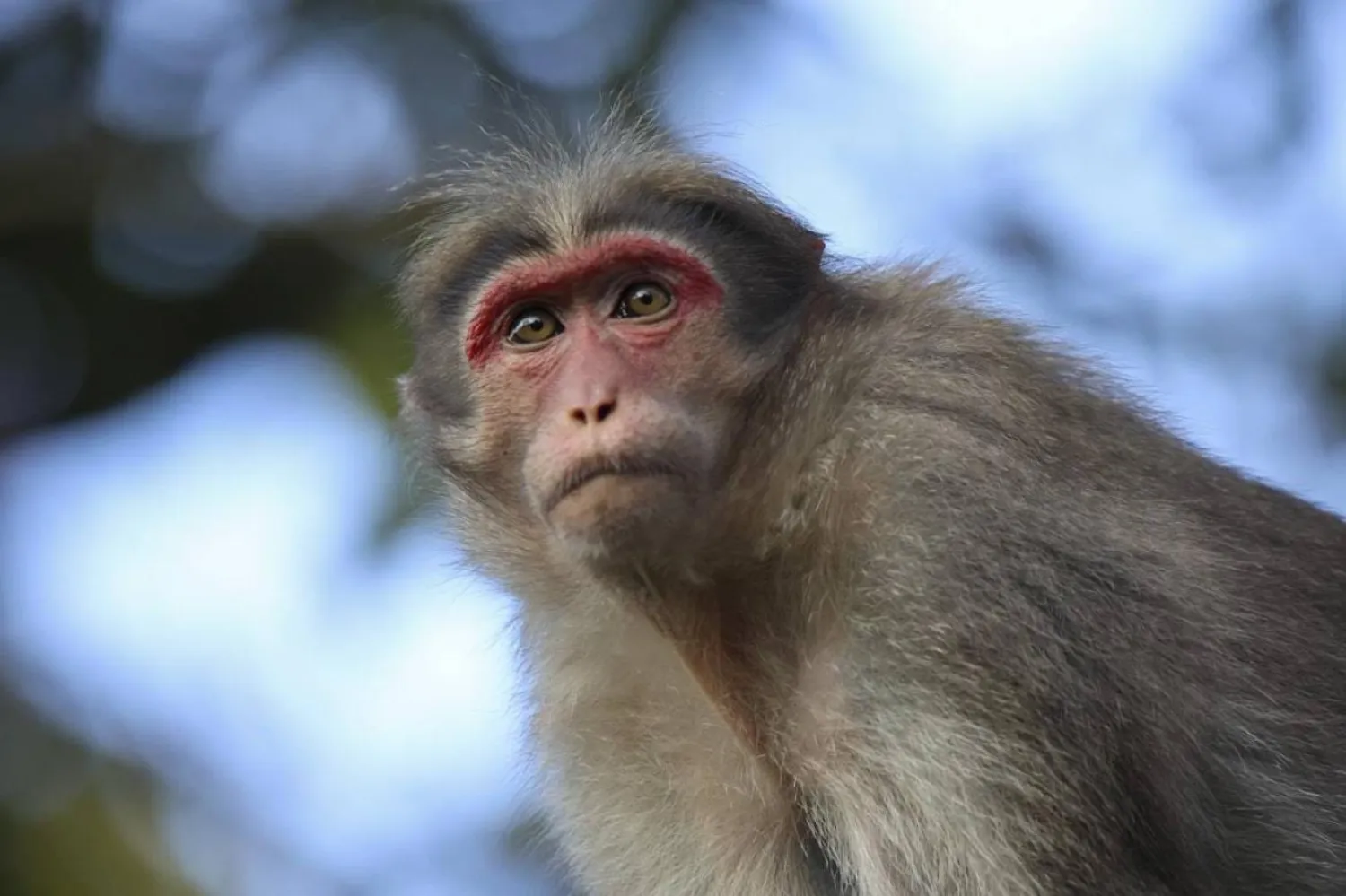 Antik Roma elitlerinin egzotik hayvanlara özel bir ilgisi varmış (Unsplash)