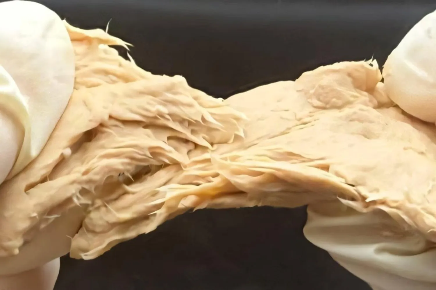 Genetiği değiştirilmiş mantar Fusarium venenatum (Xiao Liu)