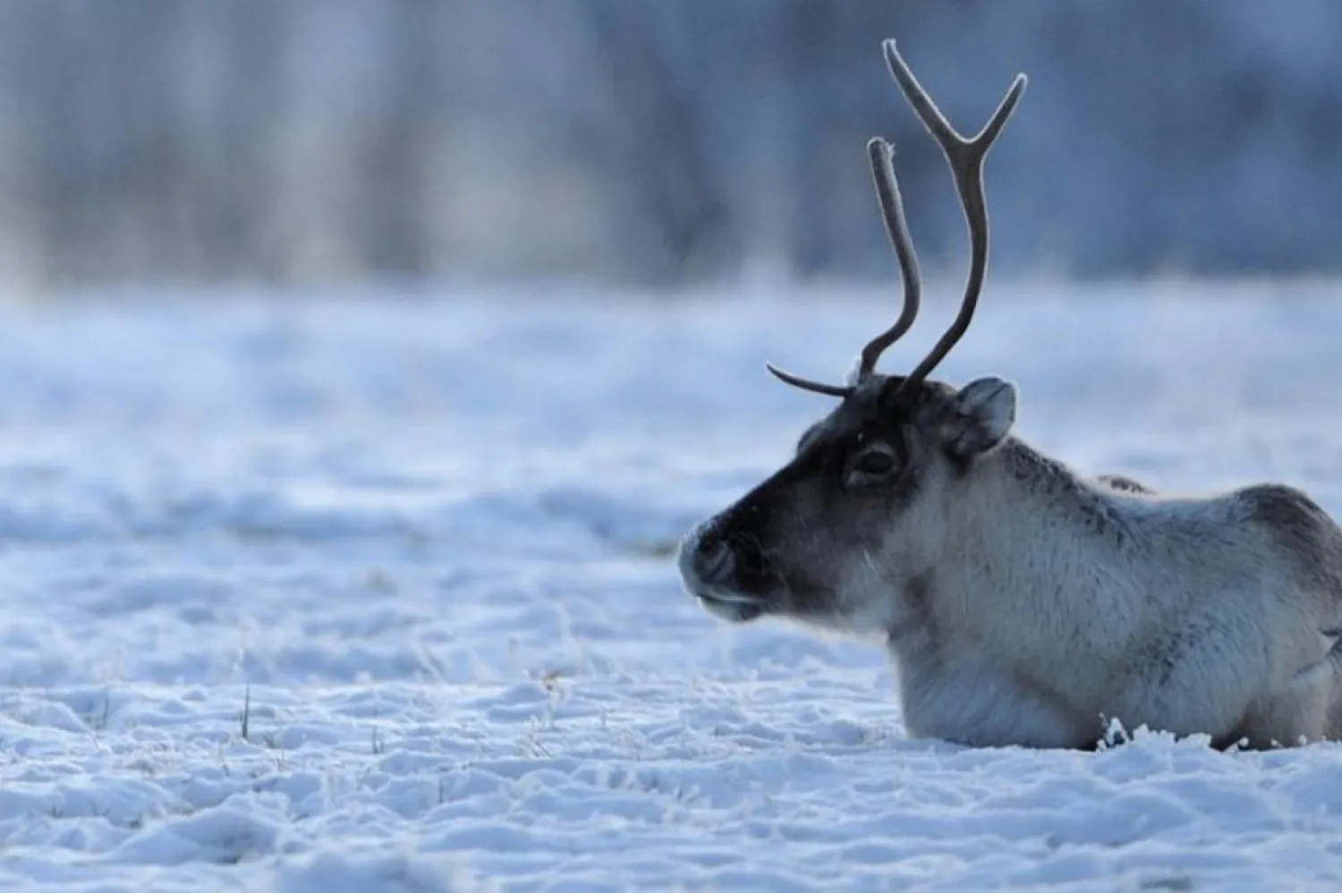 Finlandiya'nın en kuzeyindeki Laponya bölgesi, turistlere "Noel Baba'nın resmi evi" diye pazarlanıyor (AFP)