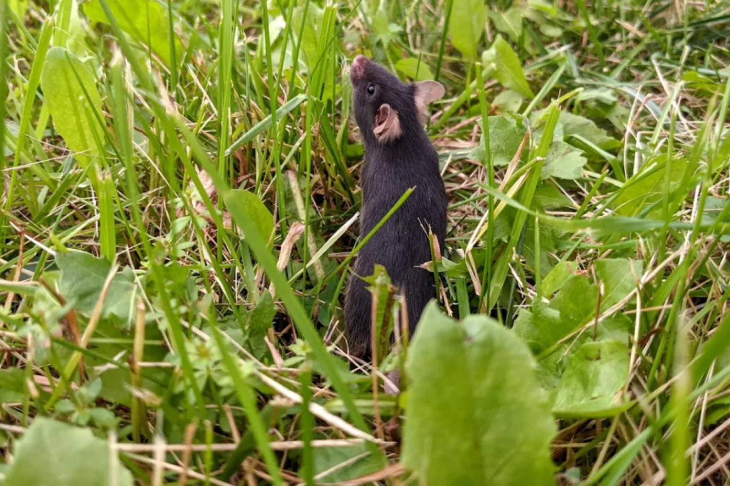 Doğada vakit geçiren farelerin anksiyete seviyeleri normal düzeye döndü (Matthew Zipple/Cornell Üniversitesi)