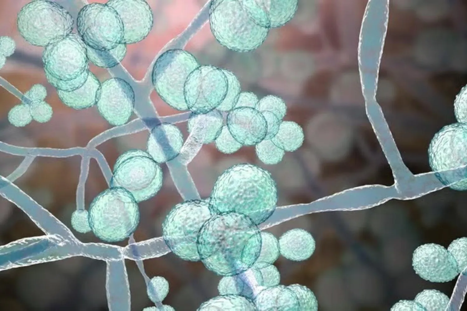 Candida auris (Lundquist Enstitüsü)