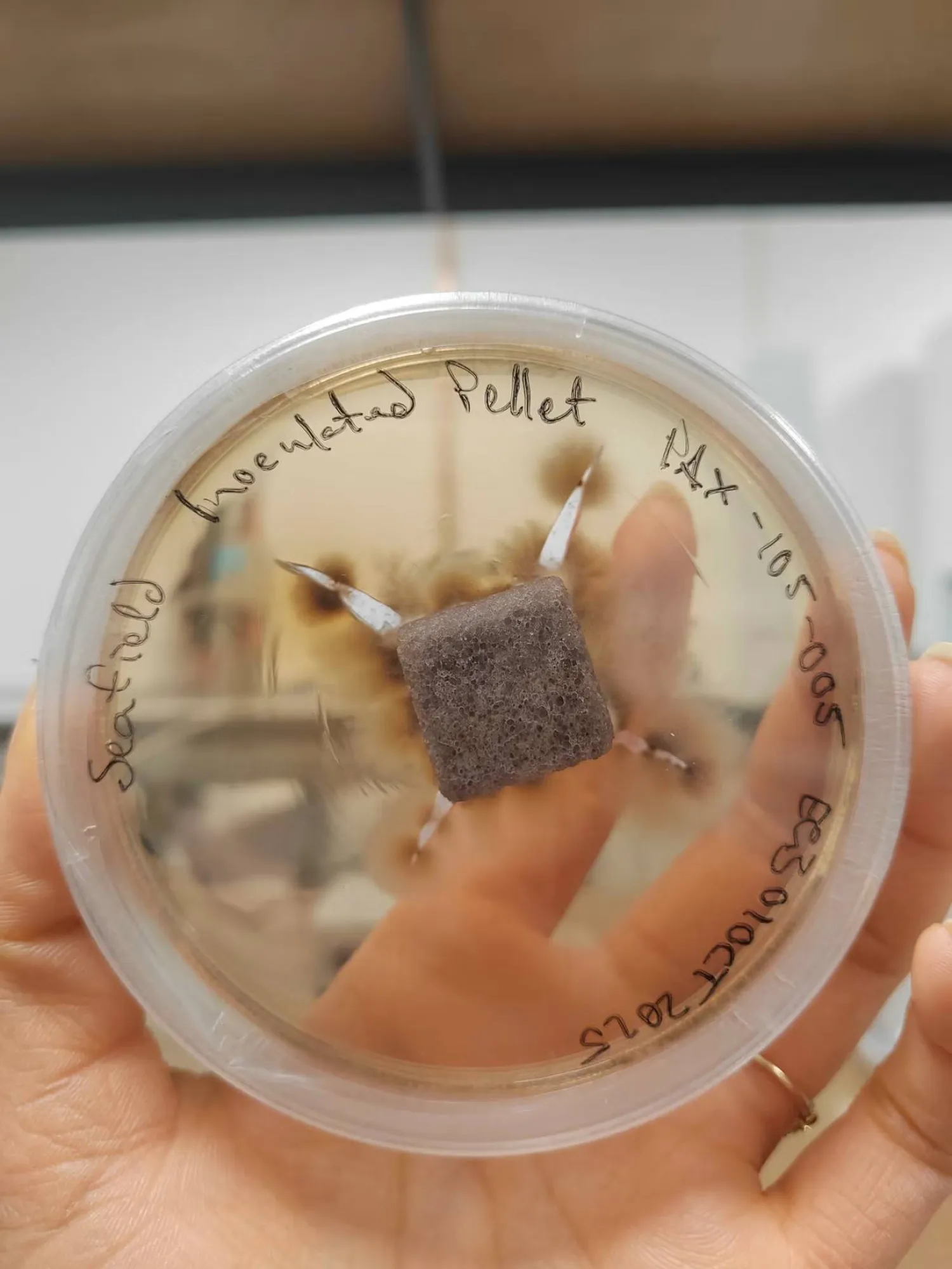 ما لا نراه تحت التربة... (تقنيات رايزوكور)