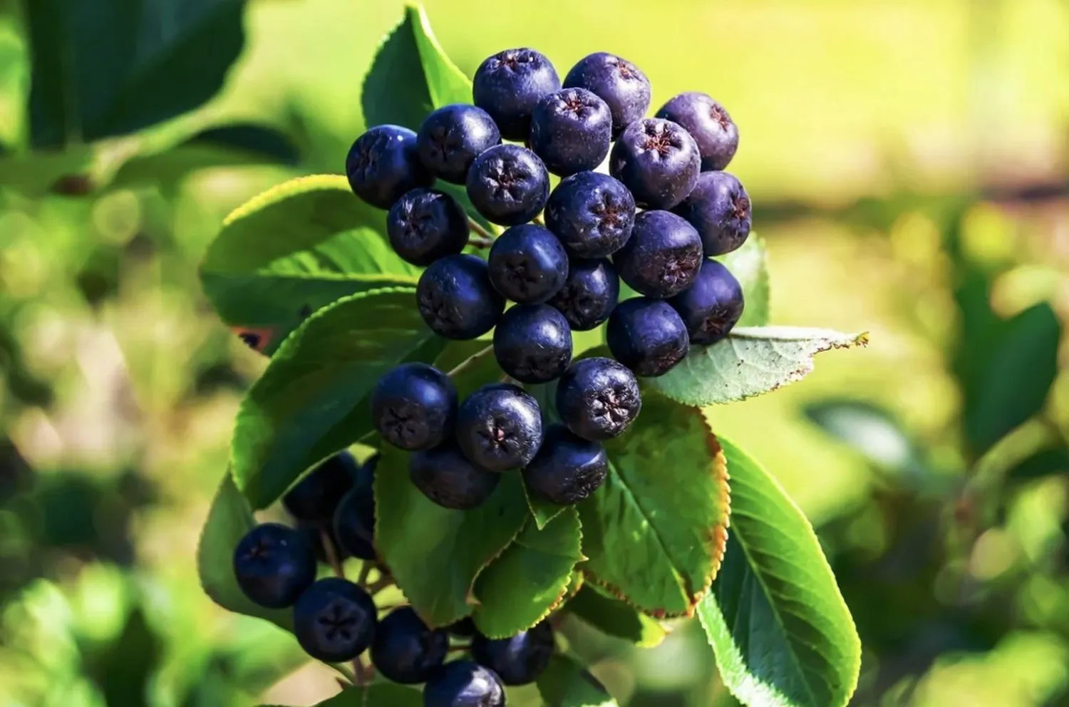 «التوت الأسود» من الفواكه الأصلية في أميركا الشمالية (شاترستوك)