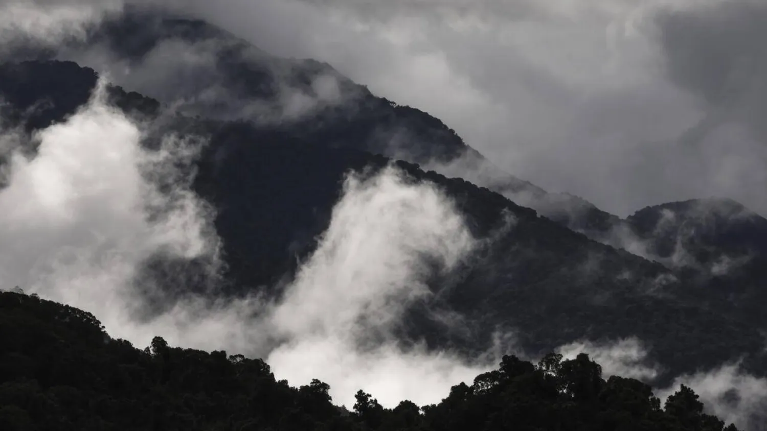 New research show tree mortality is rising across Australia's forest as the climate warms. DAVID GRAY / AFP/File
