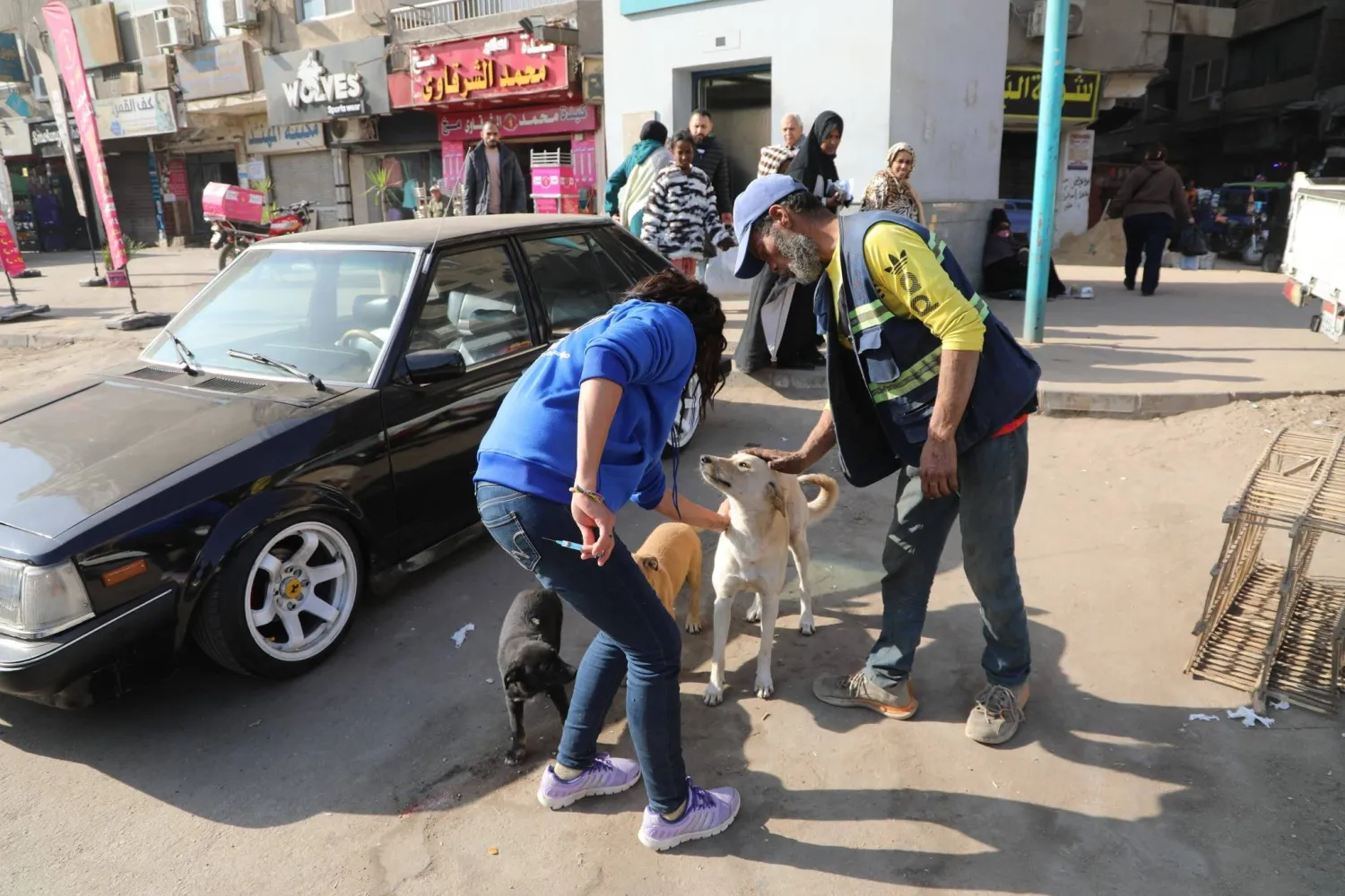 وزارة الزراعة المصرية تبدأ حملة ميدانية للحد من خطر كلاب الشوارع (وزارة الزراعة)