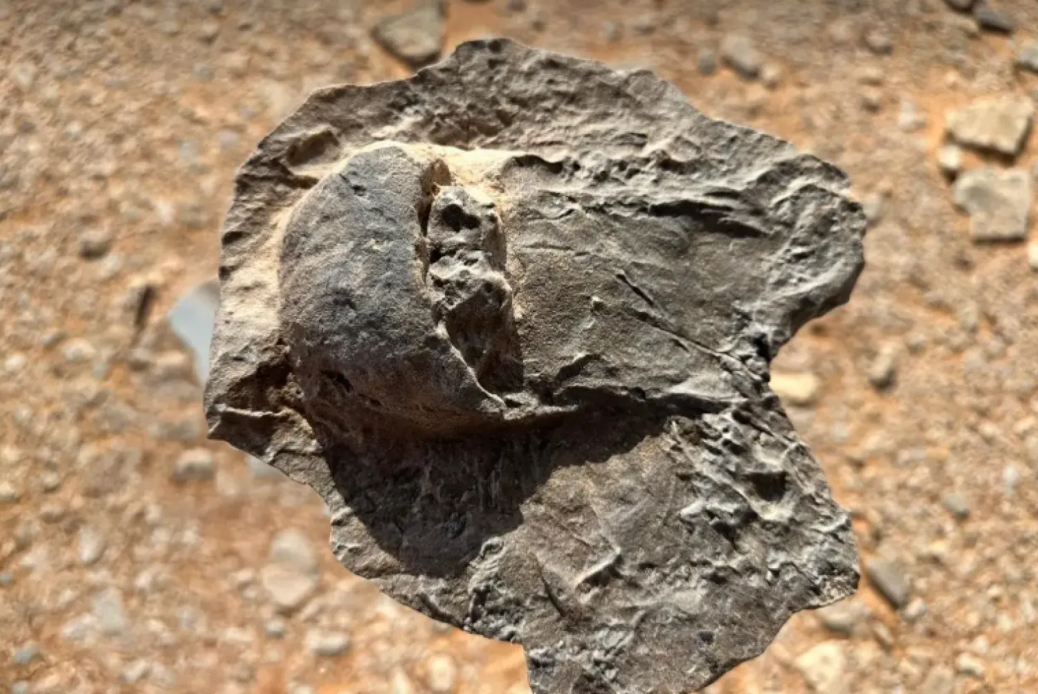 The fossils date to the Middle Ordovician period - SPA