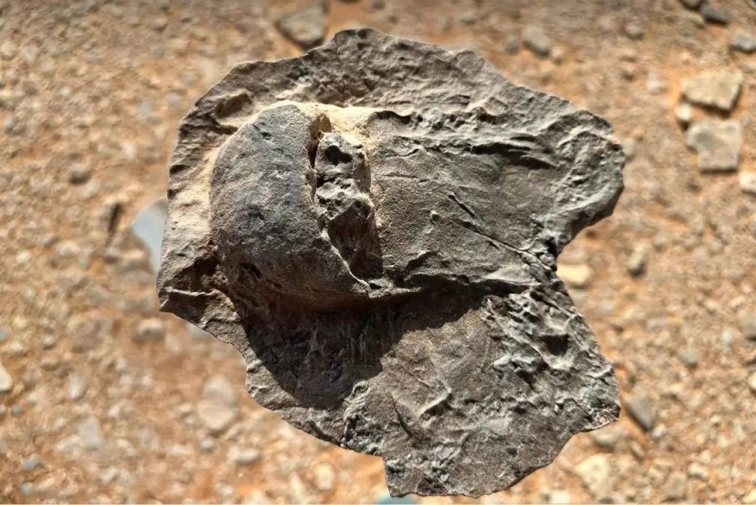 وُجدت جميع الأحافير بوضعية مقلوبة رأساً على عقب (واس)