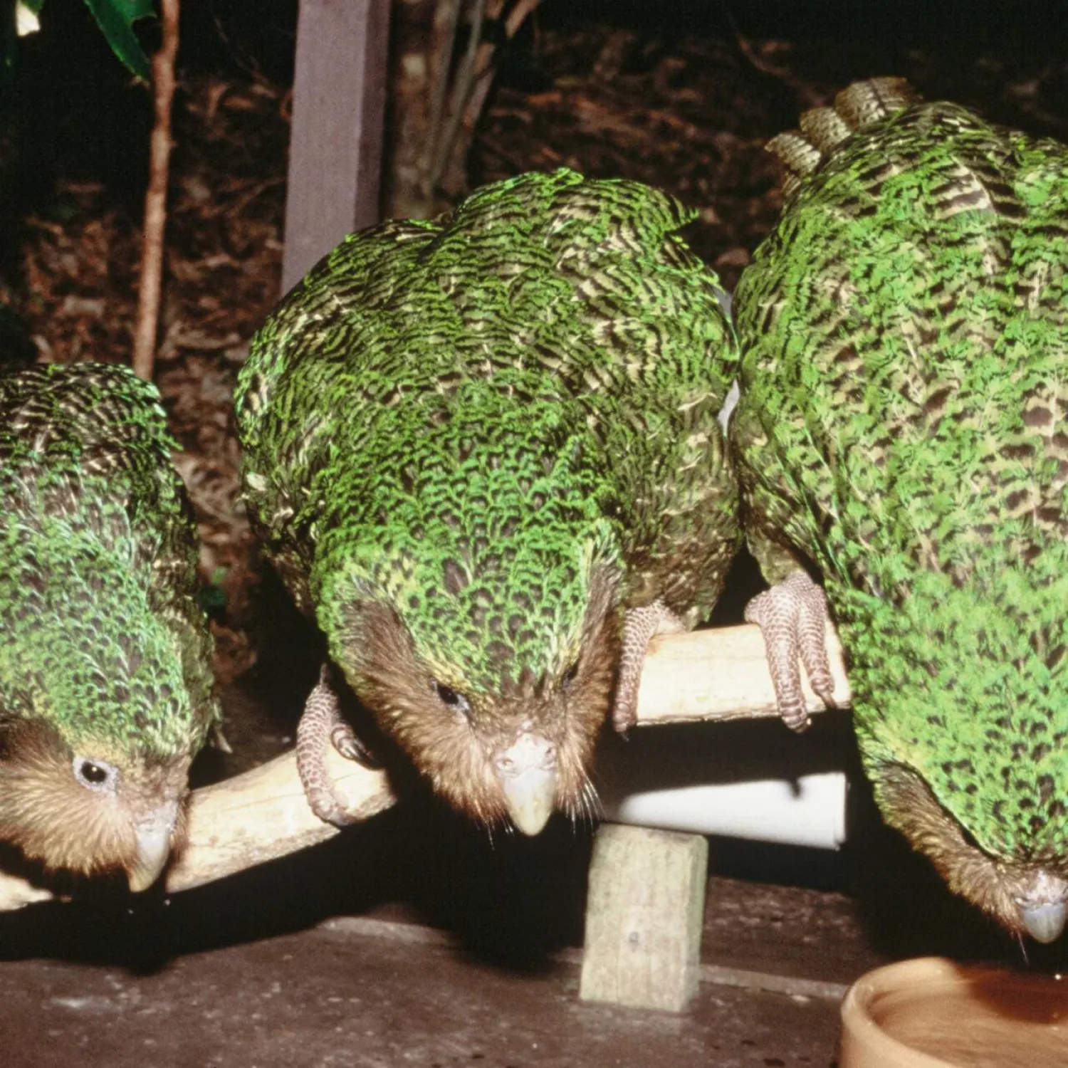 New Zealand's critically endangerd kakapo parrot only breeds every few years. Don Merton / DEPARTMENT OF CONSERVATION/AFP/File

