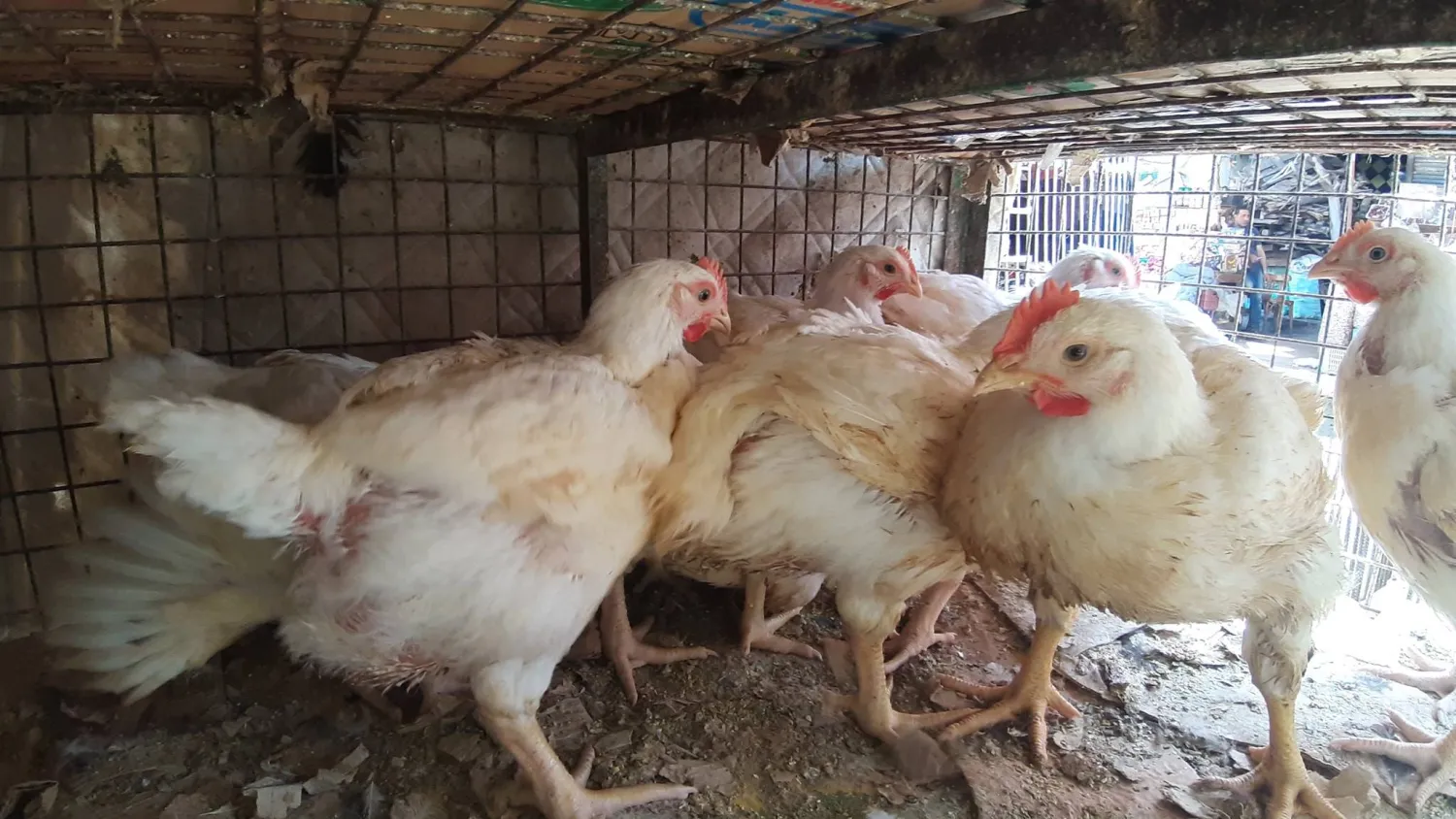 الحكومة المصرية تنفي ظهور «إنفلونزا الطيور»    (صفحة إحدى مزارع الدواجن على «فيسبوك»)