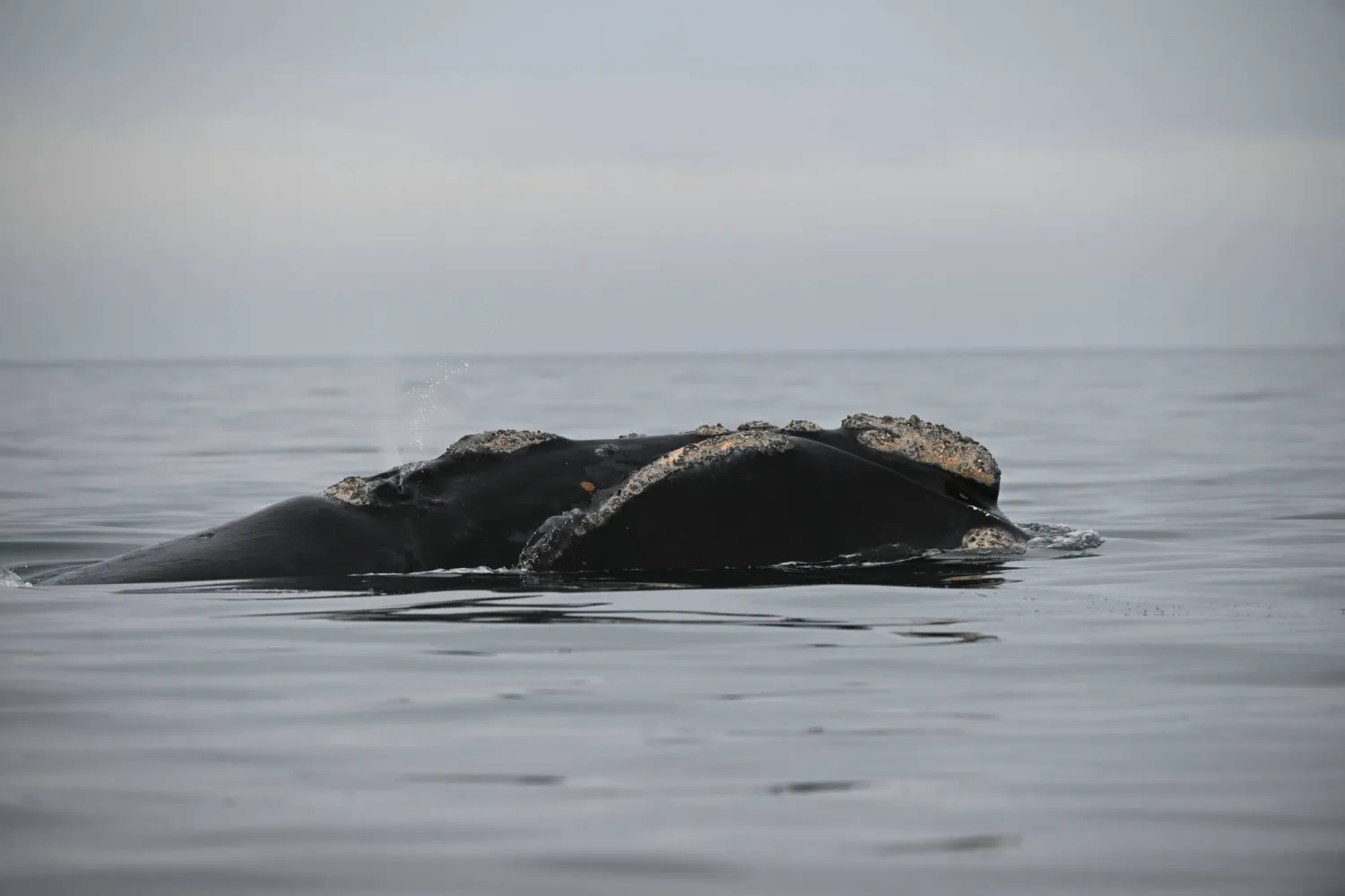 حوت يبحر في المحيط الأطلسي (د.ب.أ)