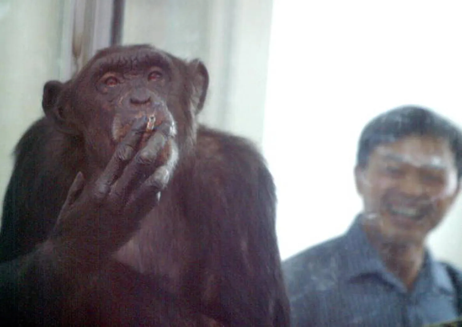 نفوق الشمبانزي التي قرأت الأرقام ورسمت العالم (غيتي)