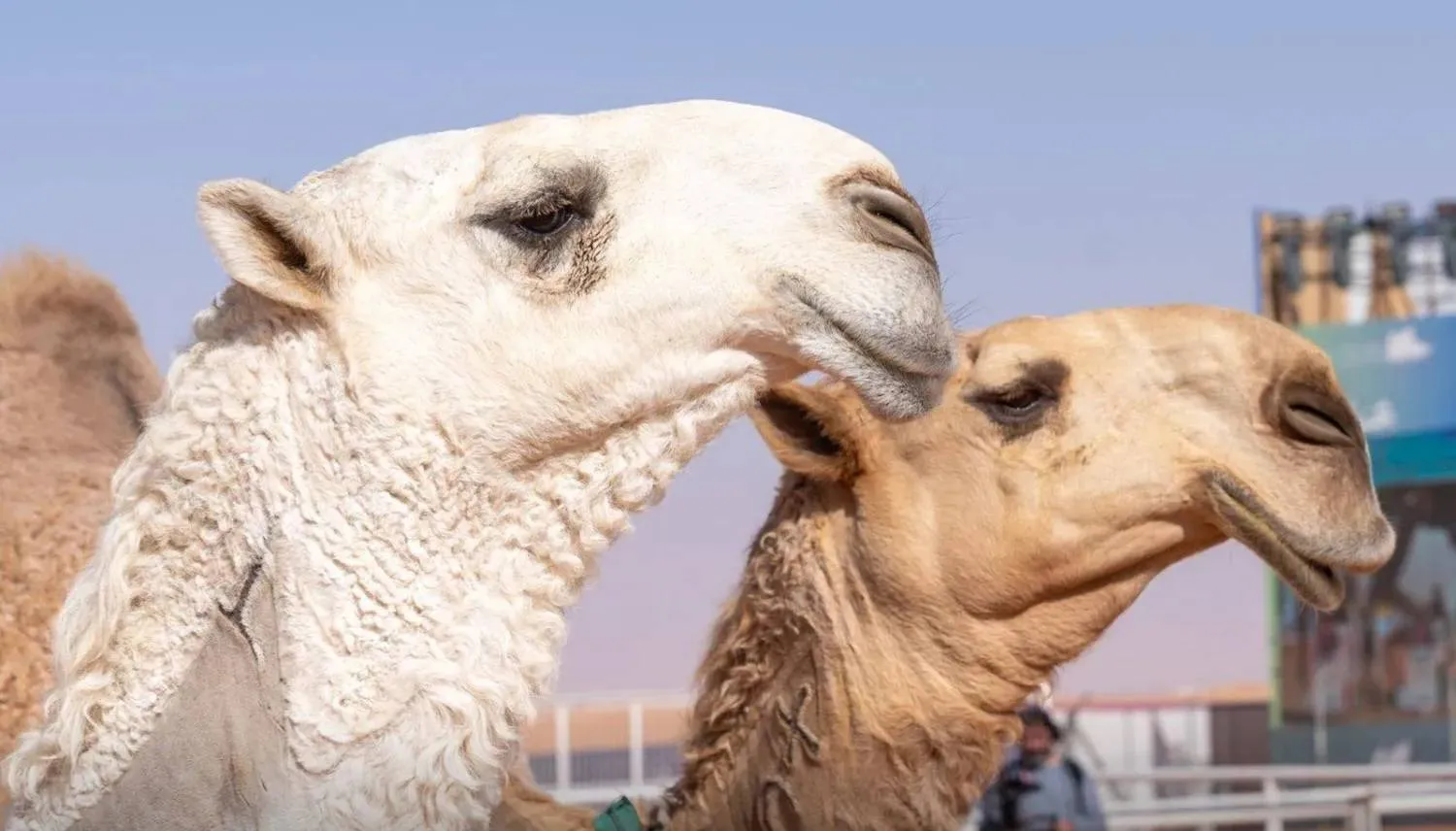 مهرجان خادم الحرمين الشريفين للهجن يعد أحد أبرز الأحداث الرياضية والتراثية في المنطقة (نادي الإبل)