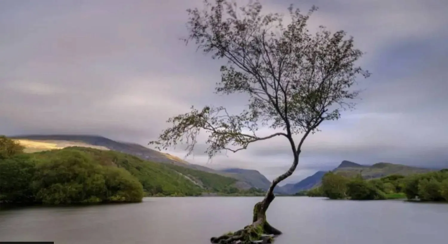 The Lonely Tree, often pictured submerged in water, was first planted in 2010. (Getty Images)