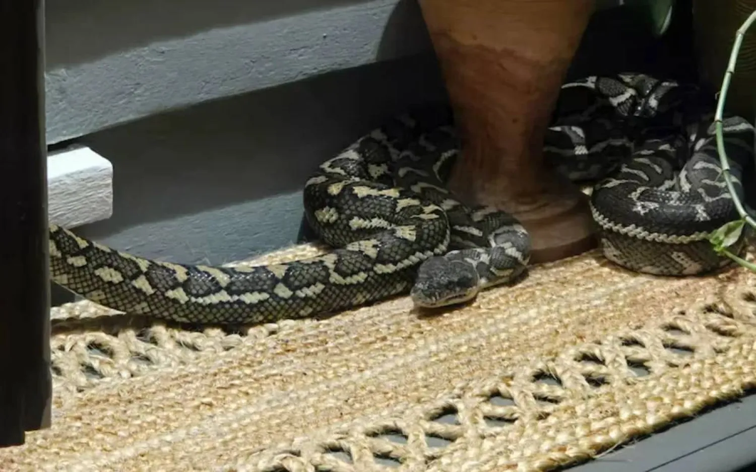 السرير تحوَّل إلى اختبار للأعصاب (إنستغرام)