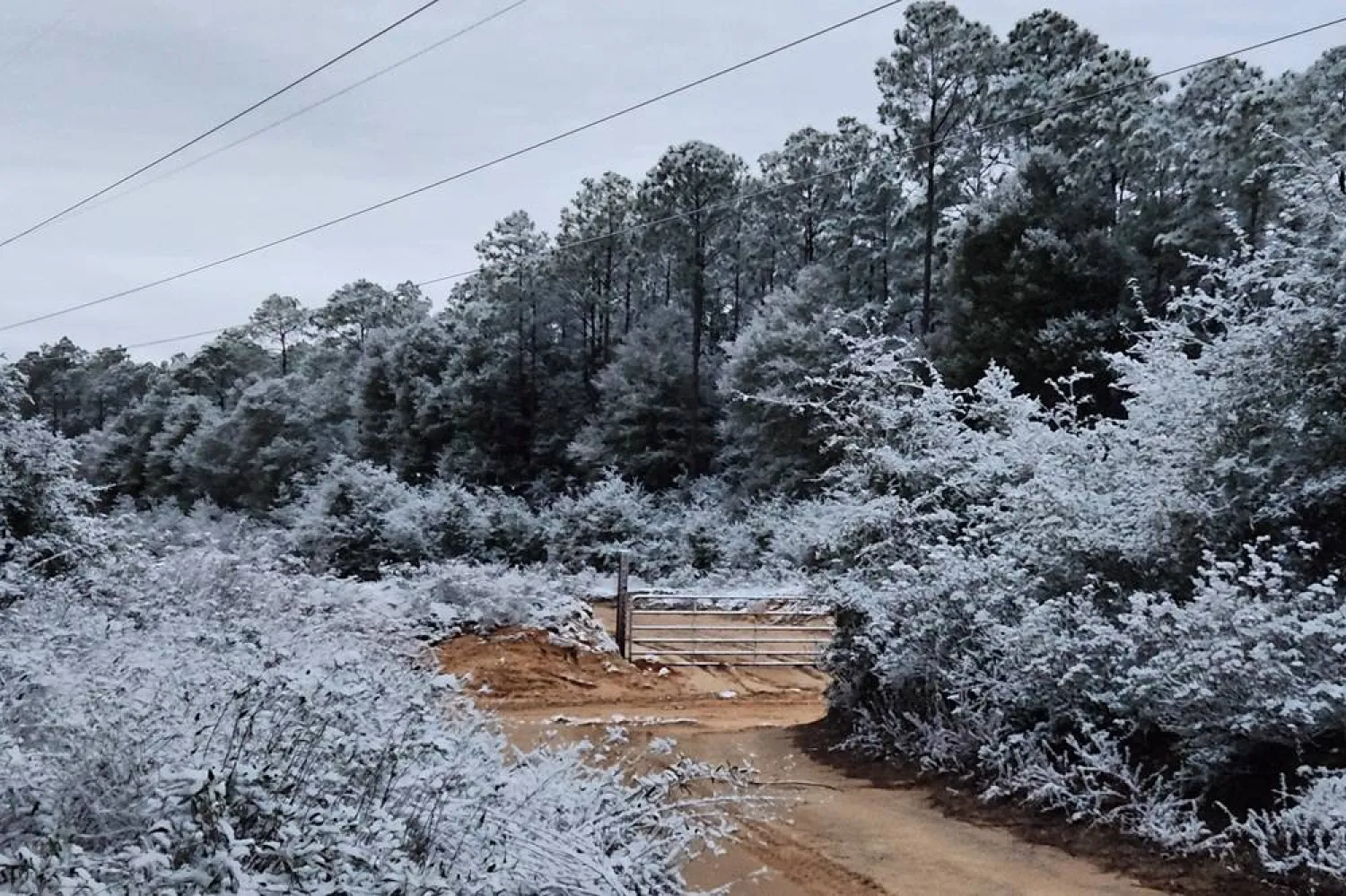 A rare snow is seen in Holt, Florida, on Sunday, Jan. 18, 2026. (Danielle Brahier via AP) 