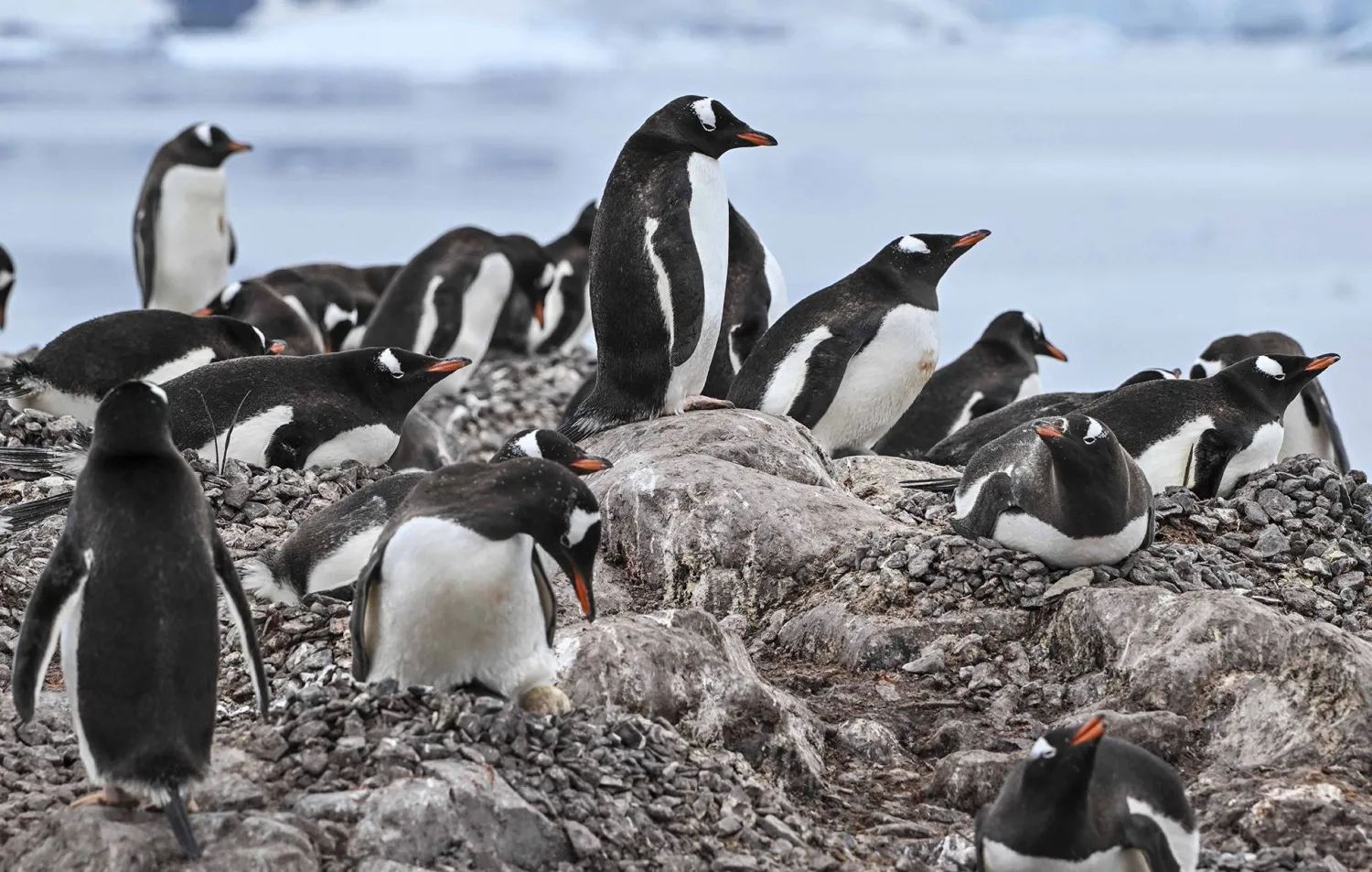 Researchers Find Antarctic Penguin Breeding Is Heating up Sooner, and That's a Problem