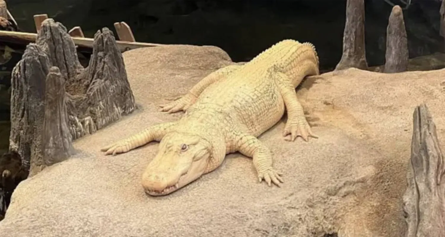 التمساح الذي أحبّته مدينة بأكملها (غيتي)