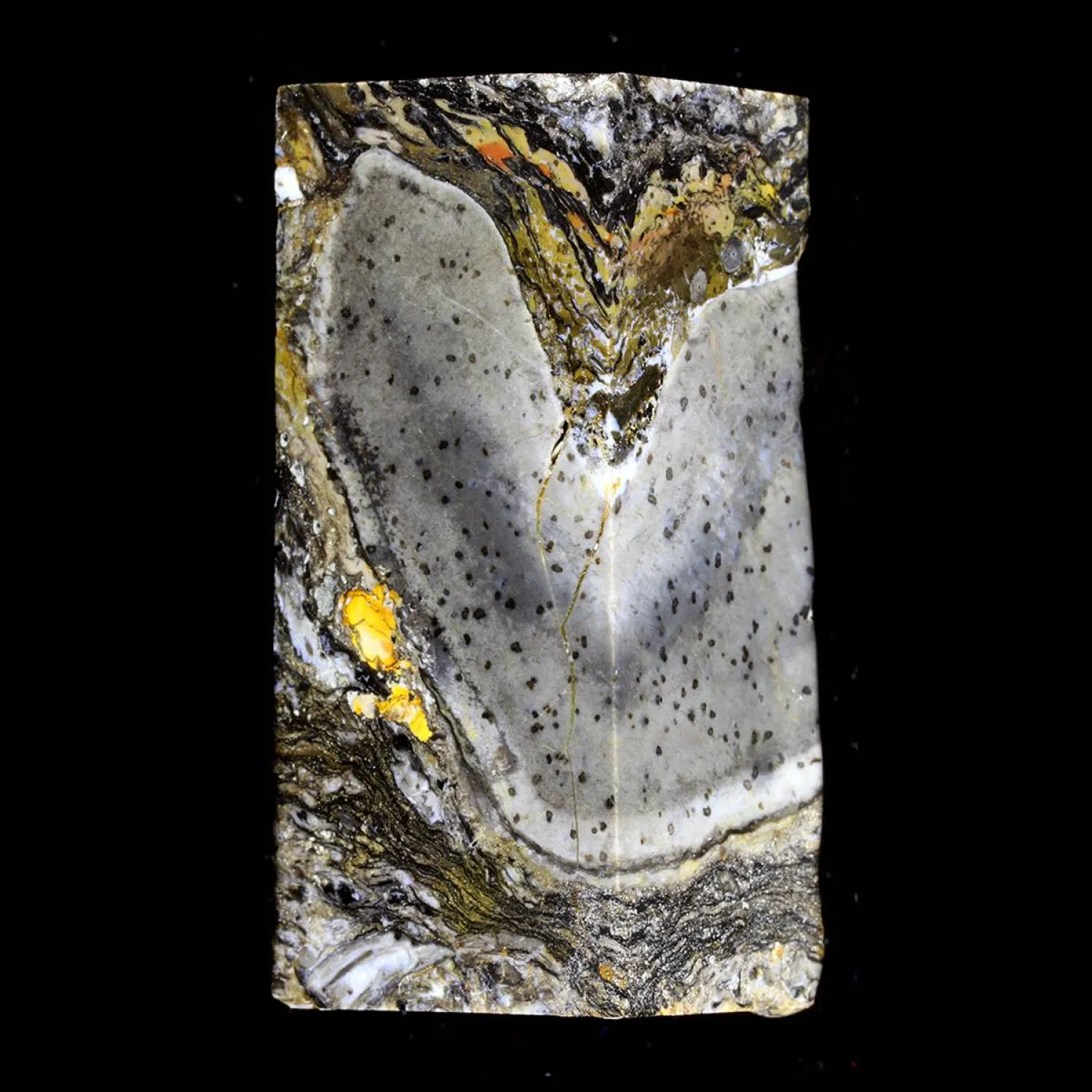 احتمال منسيّ لما كان يمكن أن تكونه الحياة (جامعة إدنبرة)