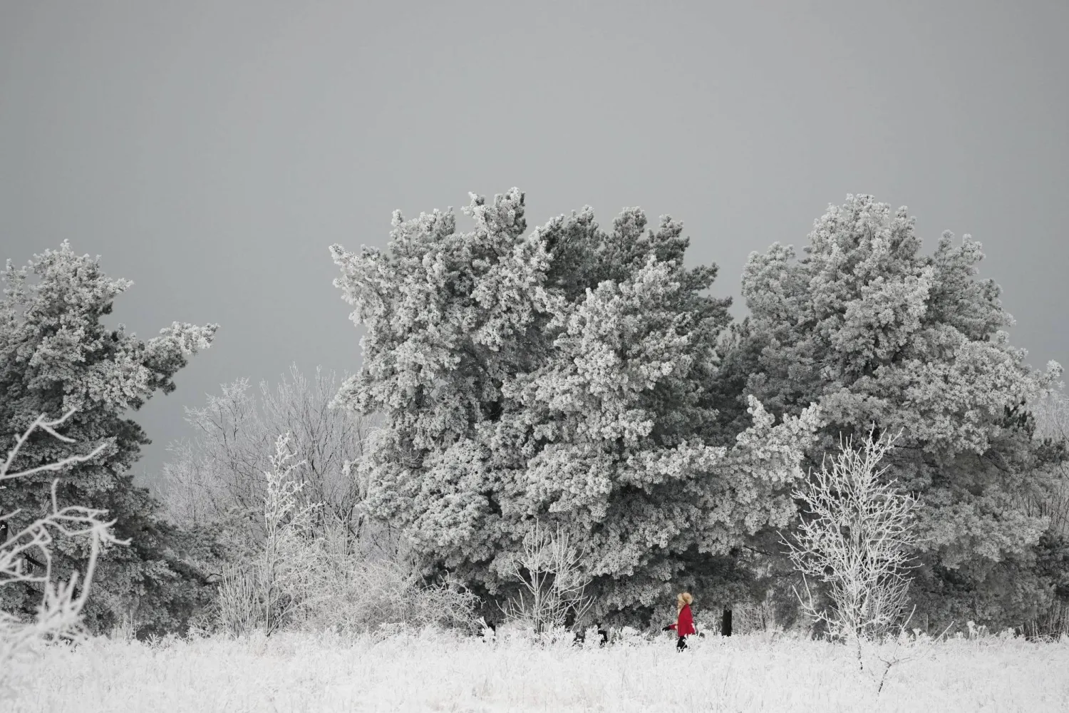 امرأة تمشي بين الأشجار المغطاة بالجليد في حديقة المدينة في تالين بإستونيا (أ.ب)