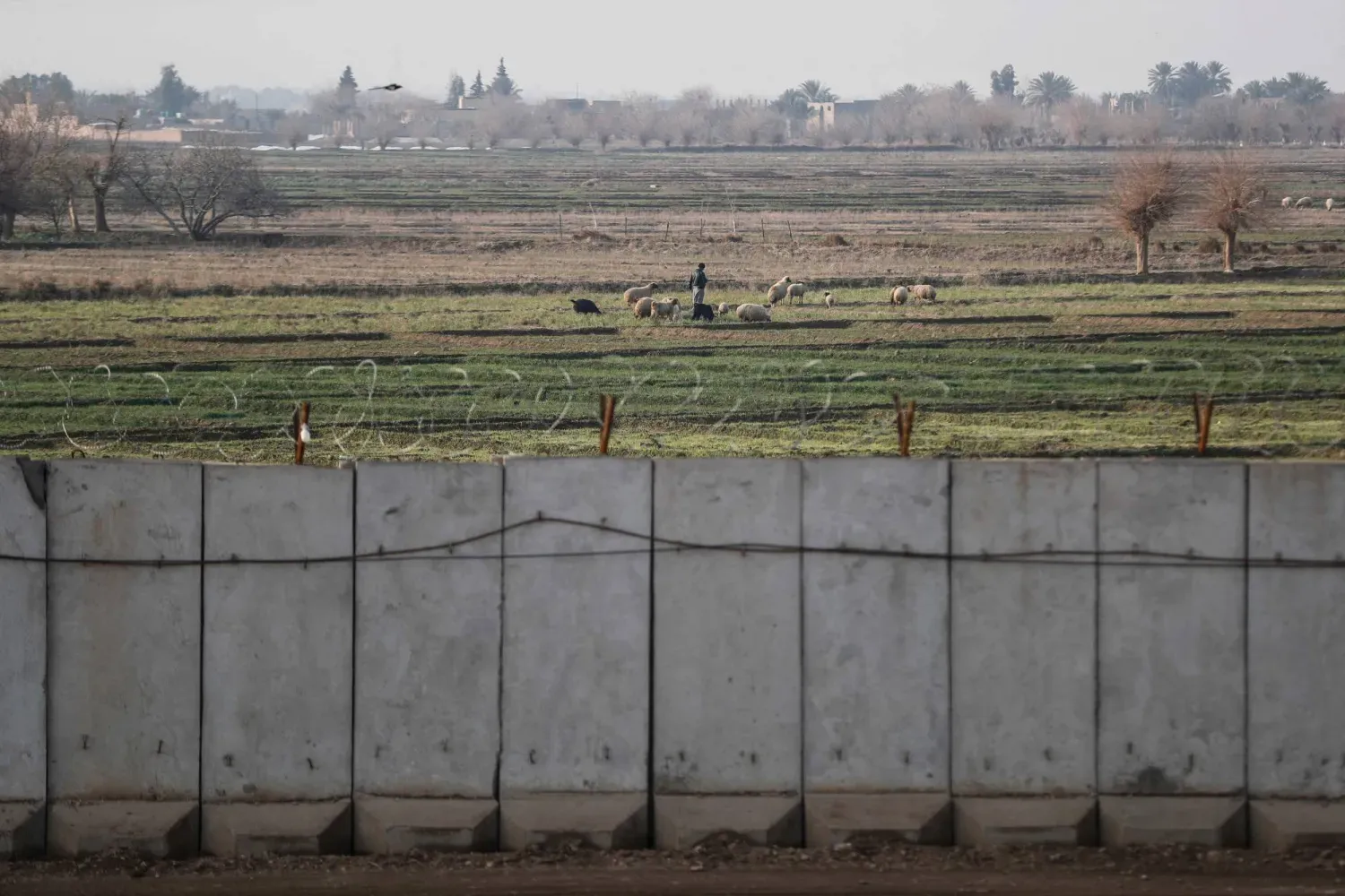 Irak'ın Suriye sınırına yakın el-Kaim bölgesinden çekilen bir fotoğrafta, Suriyeli bir çobanın beton bir duvarın yakınındaki tarlalarda koyunlarının otlamasını izlediği görülüyor (AFP)