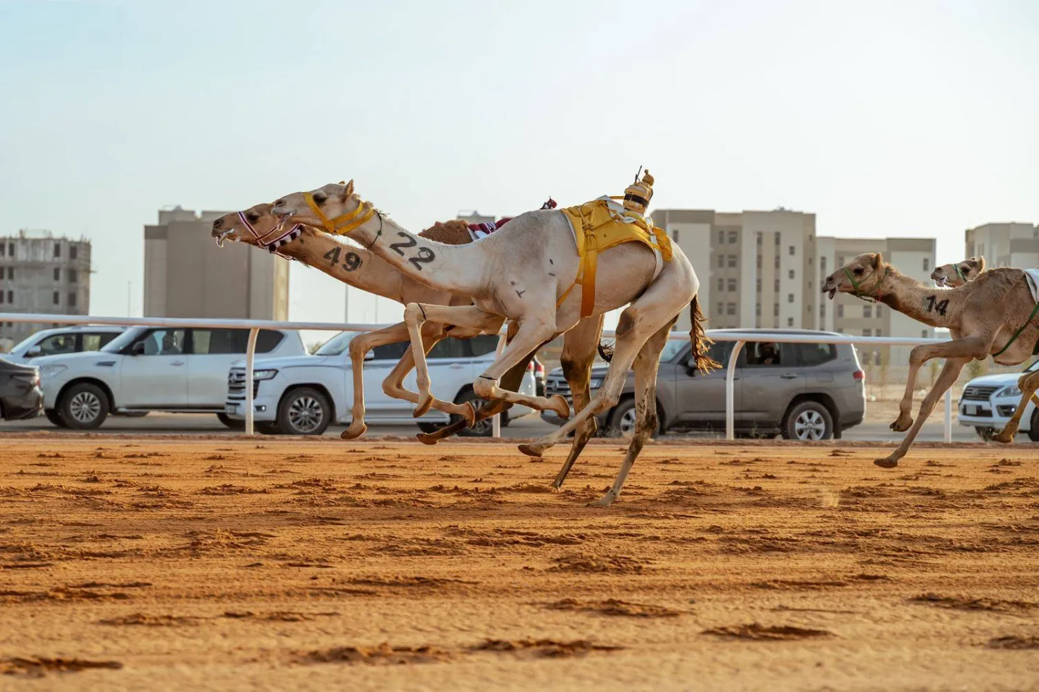 منافسات فئة «اللقايا» في أشواط مهرجان خادم الحرمين الشريفين للهجن 2026 (الاتحاد السعودي للهجن)
