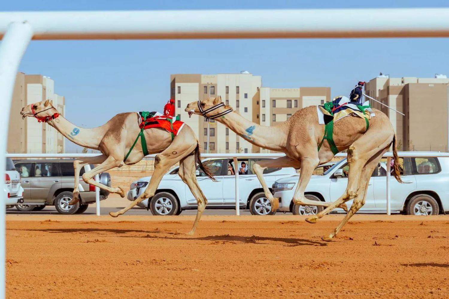 اختتمت اليوم الاثنين منافسات «اللقايا» في اليوم الرابع من المهرجان (الشرق الأوسط) 