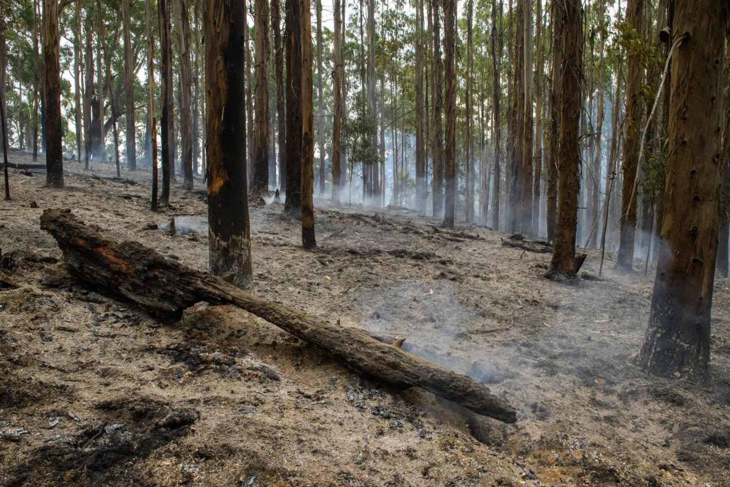 A view of a burnt forest outside Gellibrand, Australia, 28 January 2026. (EPA)