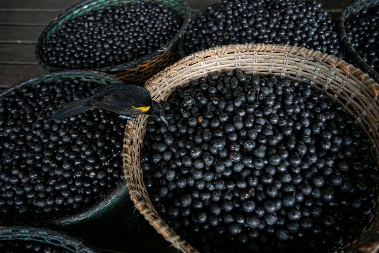 A bird eats an acai berry from a basket on the boat of merchant Evandro Santos, 38, resident of the riverside community of Sao Jose, in Melgaco, southwest of Marajo Island, state of Para, Brazil, on June 11, 2020. (AFP) 