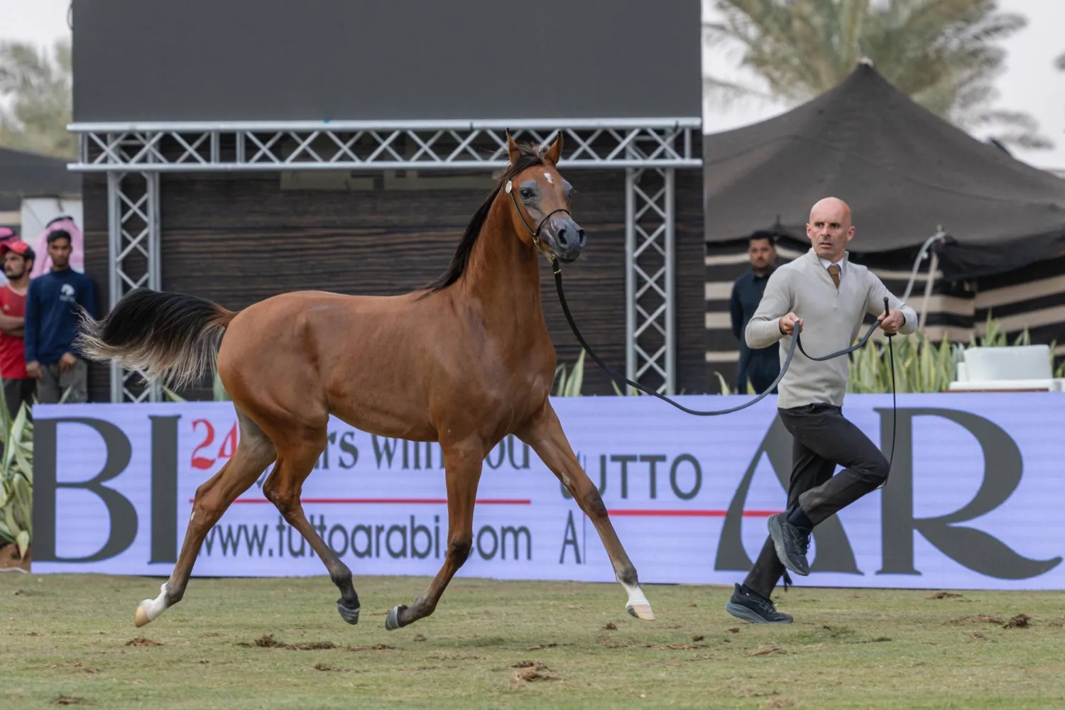 اليوم الأول للبطولة شهد منافسات رفيعة المستوى لأجود المهرات والأمهار (الشرق الأوسط) 