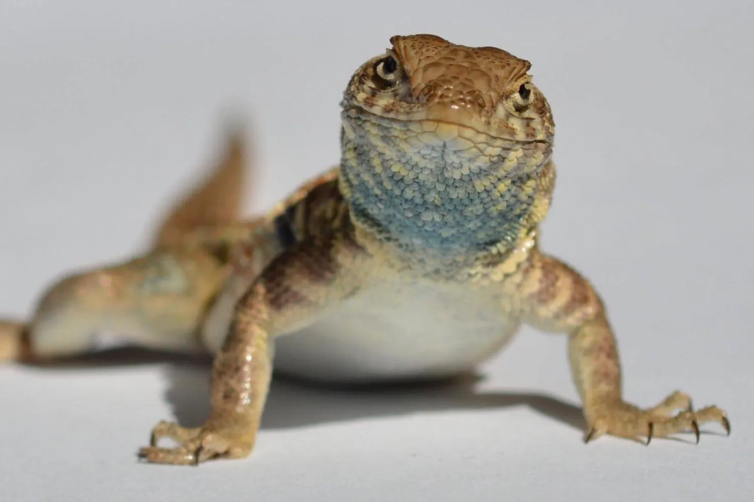 Boğazları farklı renklerdeki utaların çiftleşme davranışları da buna göre şekilleniyor (Ammon Corl)