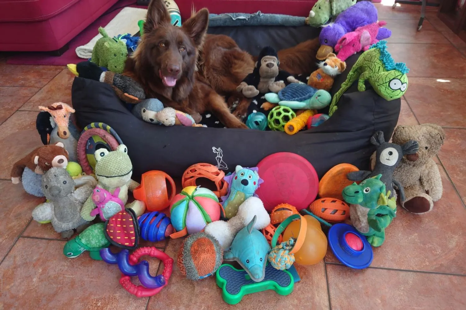 Deneyde yer alan dişi Alman kurdu Finja, en az 160 oyuncağının adını biliyor (Finja'nın sahibi)