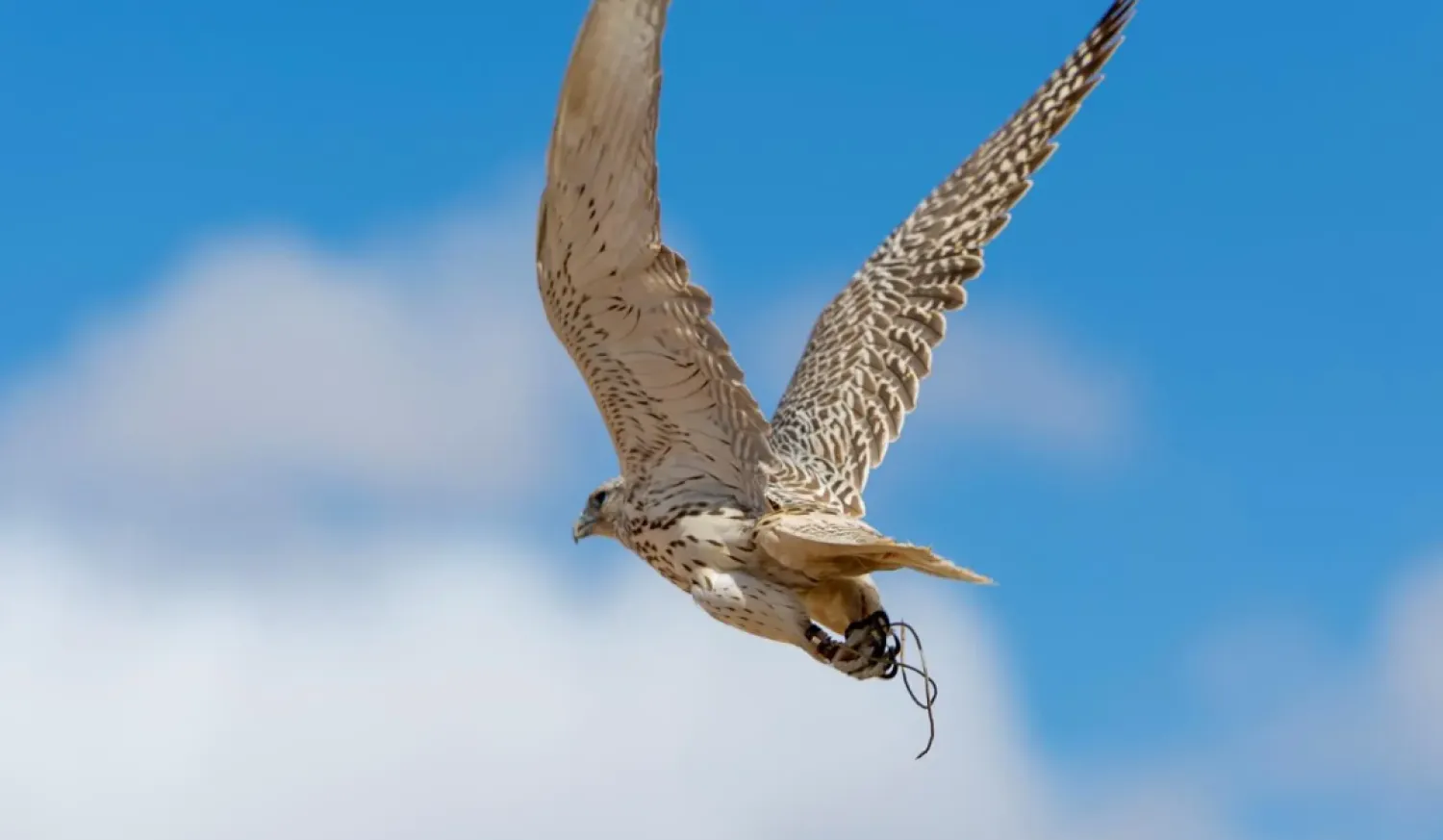 The event features over 700 participants, including professional, elite, and international falcon owners, as well as local amateurs - SPA